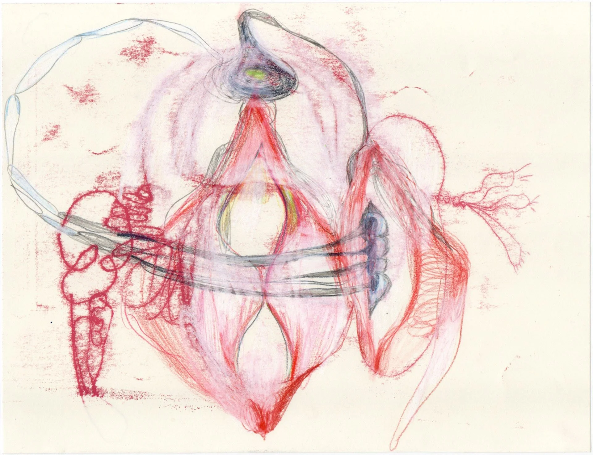 Sketch of male reproductive organs including testicles, prostate, and seminal vesicles, drawn with red, pink, gray, and black lines.