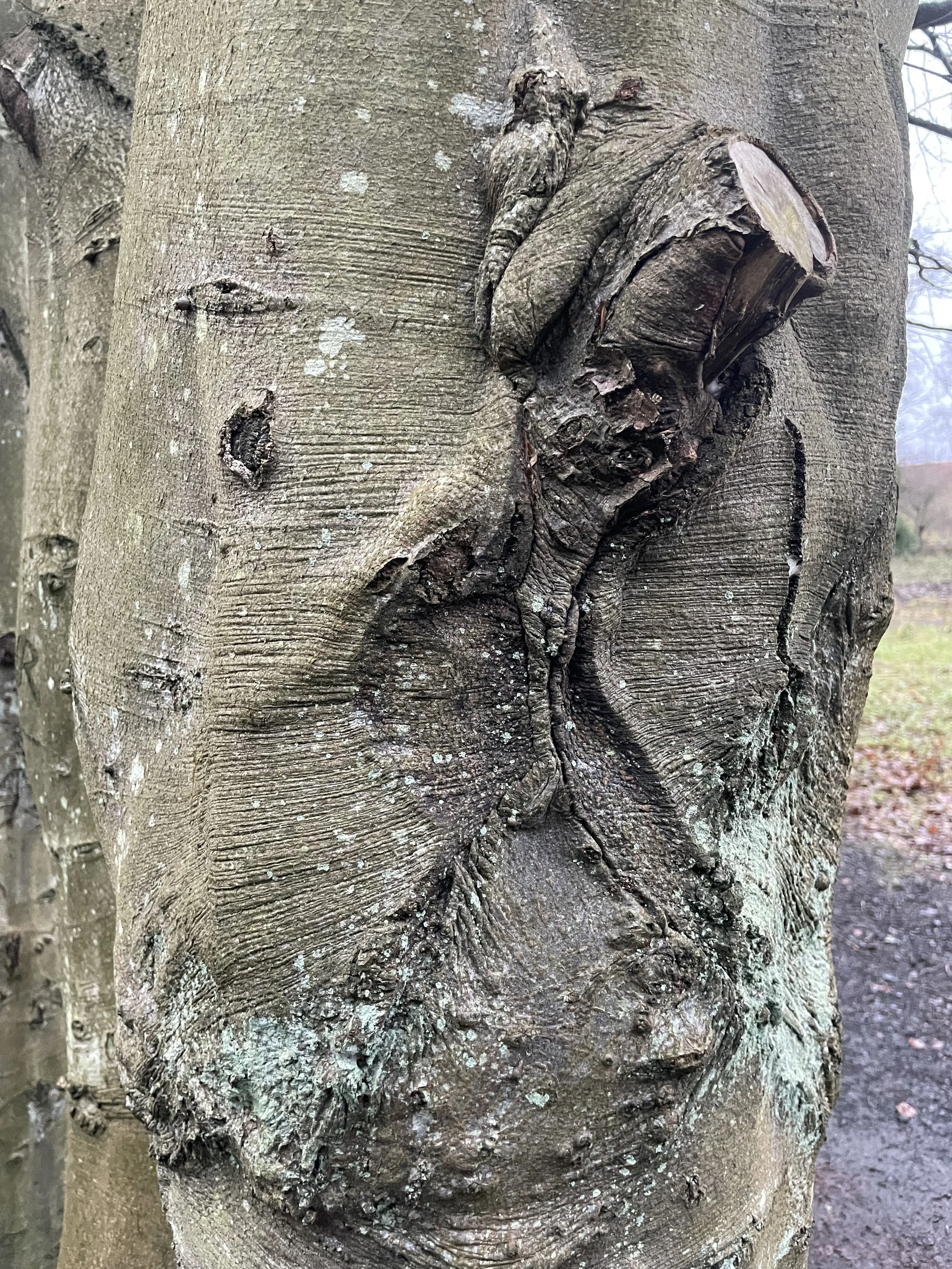 Close-up of a tree trunk with a natural pattern in the bark that resembles a human face.