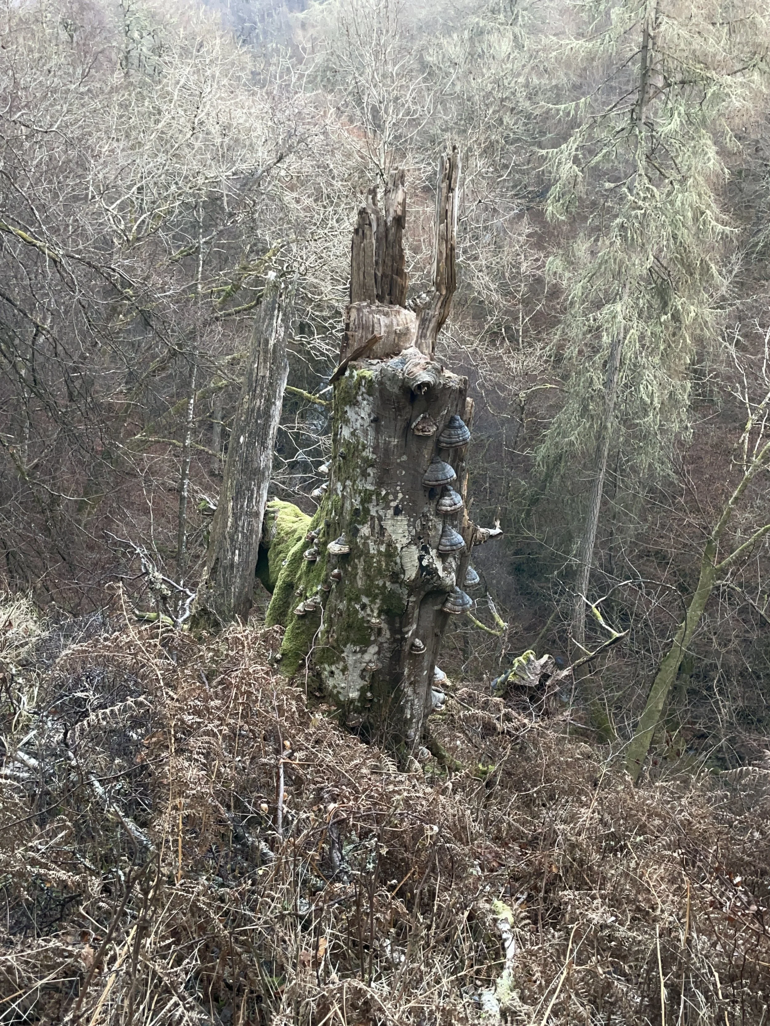 A weathered, broken tree trunk with fungi growing on it in a forest with brown and leafless trees.