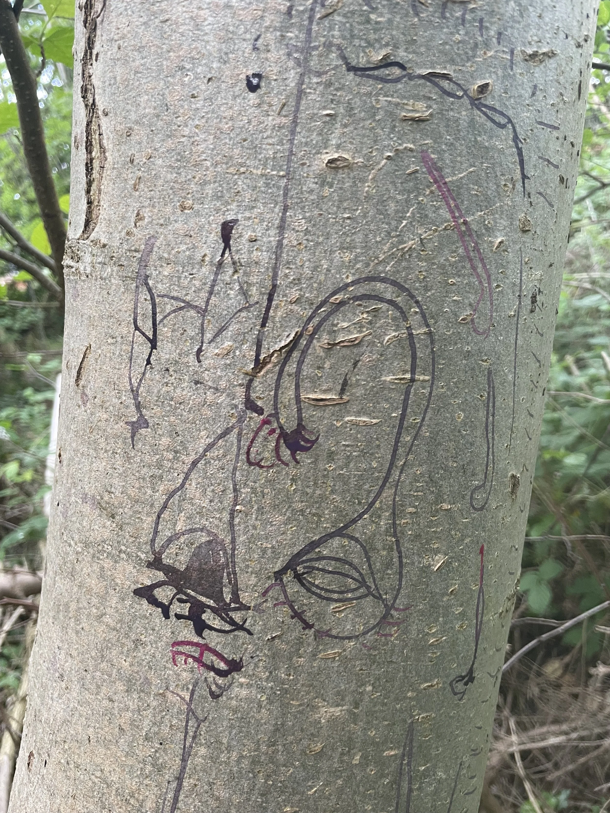 Tree trunk with graffiti that appears to be a simple line drawing of a bird and other abstract shapes.