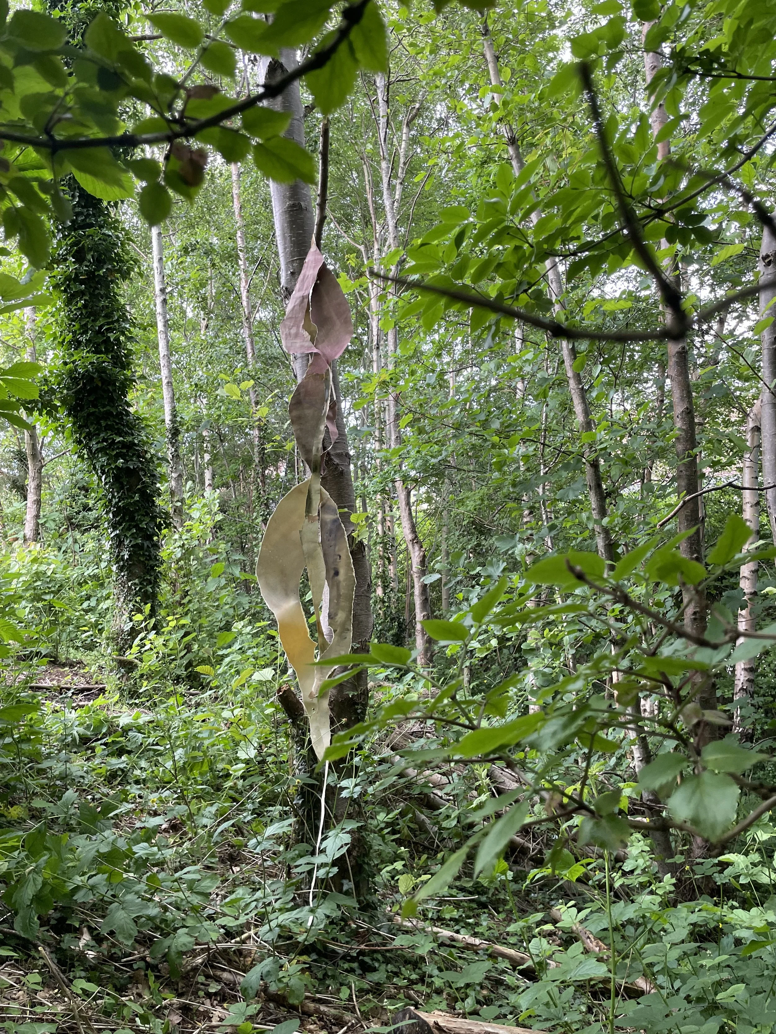 Dry, brown leaves hanging from a thin branch in a dense green forest with tall trees and lush foliage.