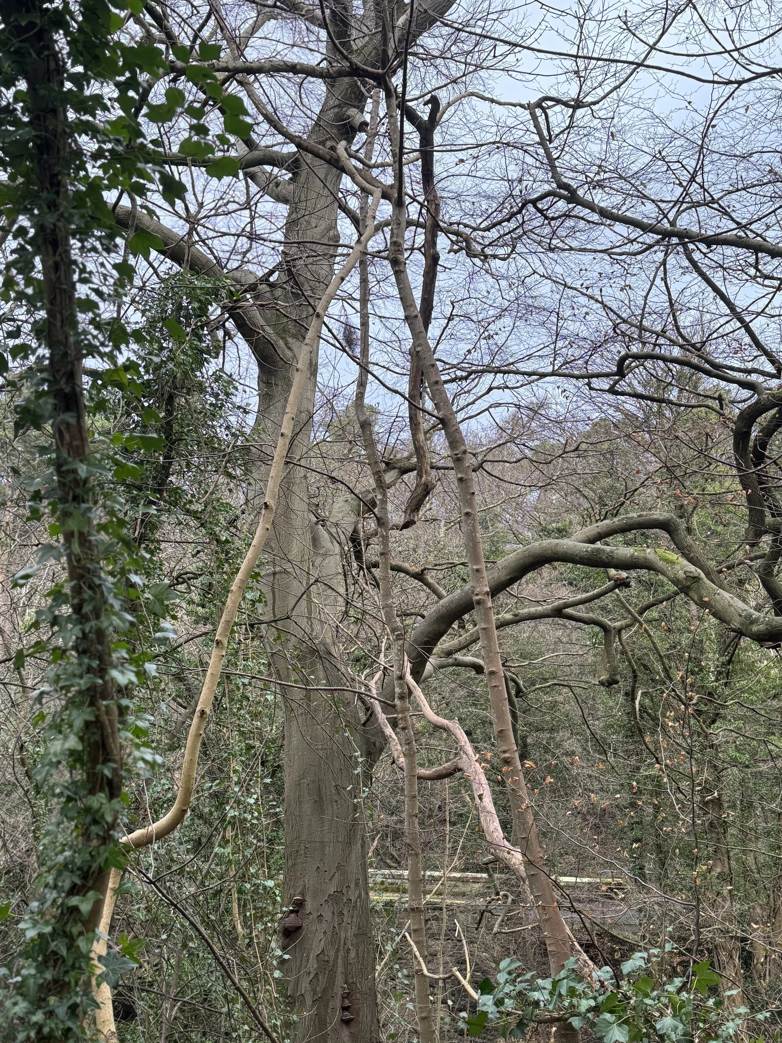 A tangled, leafless tree with twisting branches and vines in a forested area. Overcast sky visible in the background.
