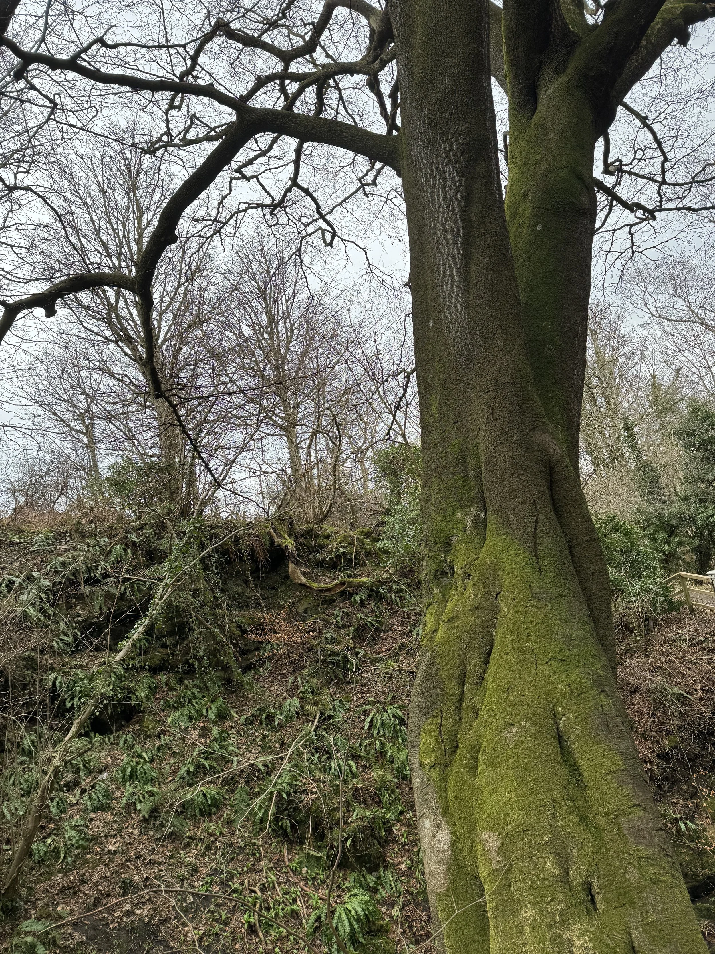 A large tree with a thick trunk covered in green moss, set in a wooded area with leafless trees and dense undergrowth.