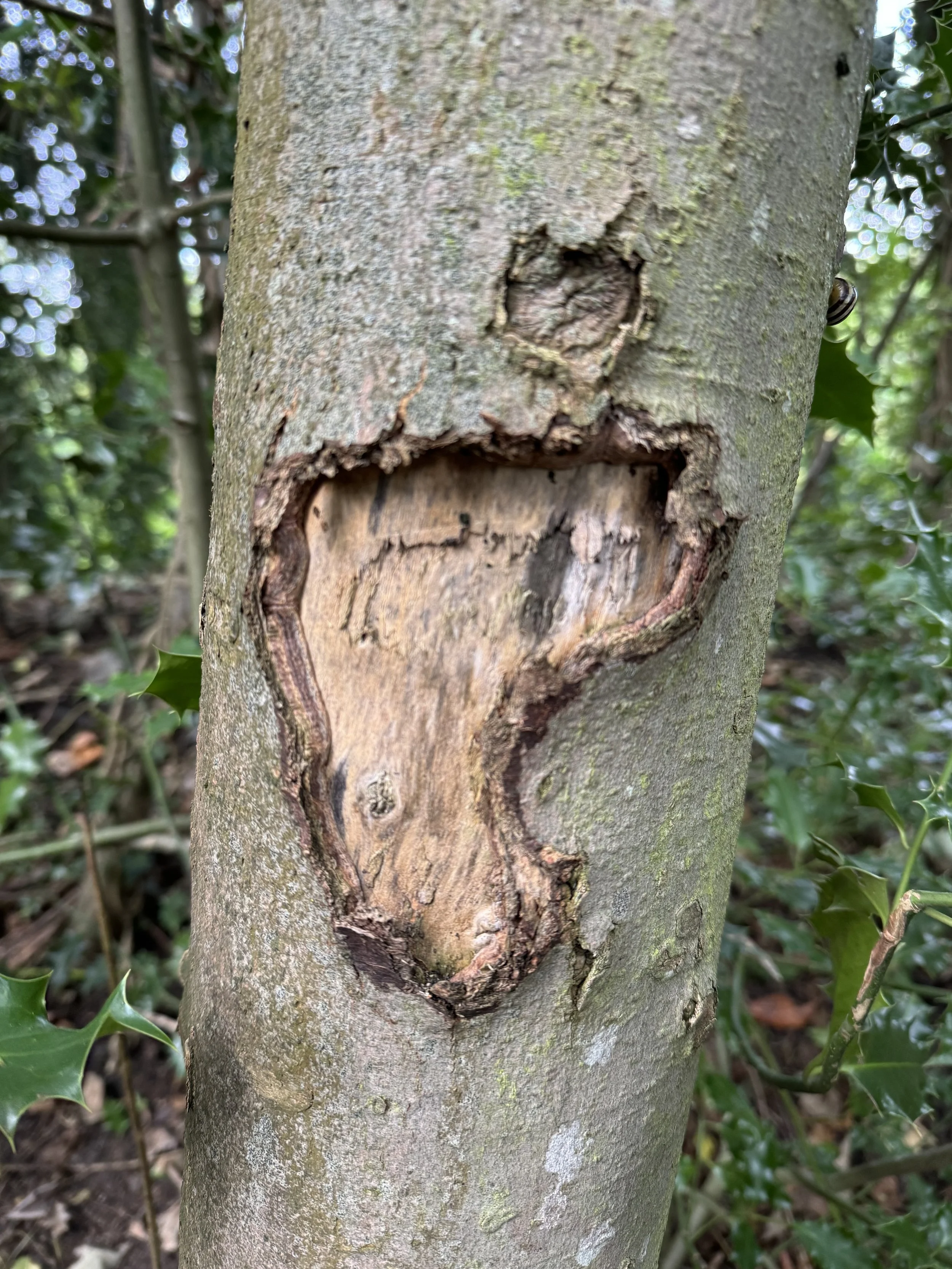 Tree trunk with a large, irregularly shaped wound exposing the inner wood, with surrounding bark showing signs of peeling and damage, and some green holly leaves nearby.
