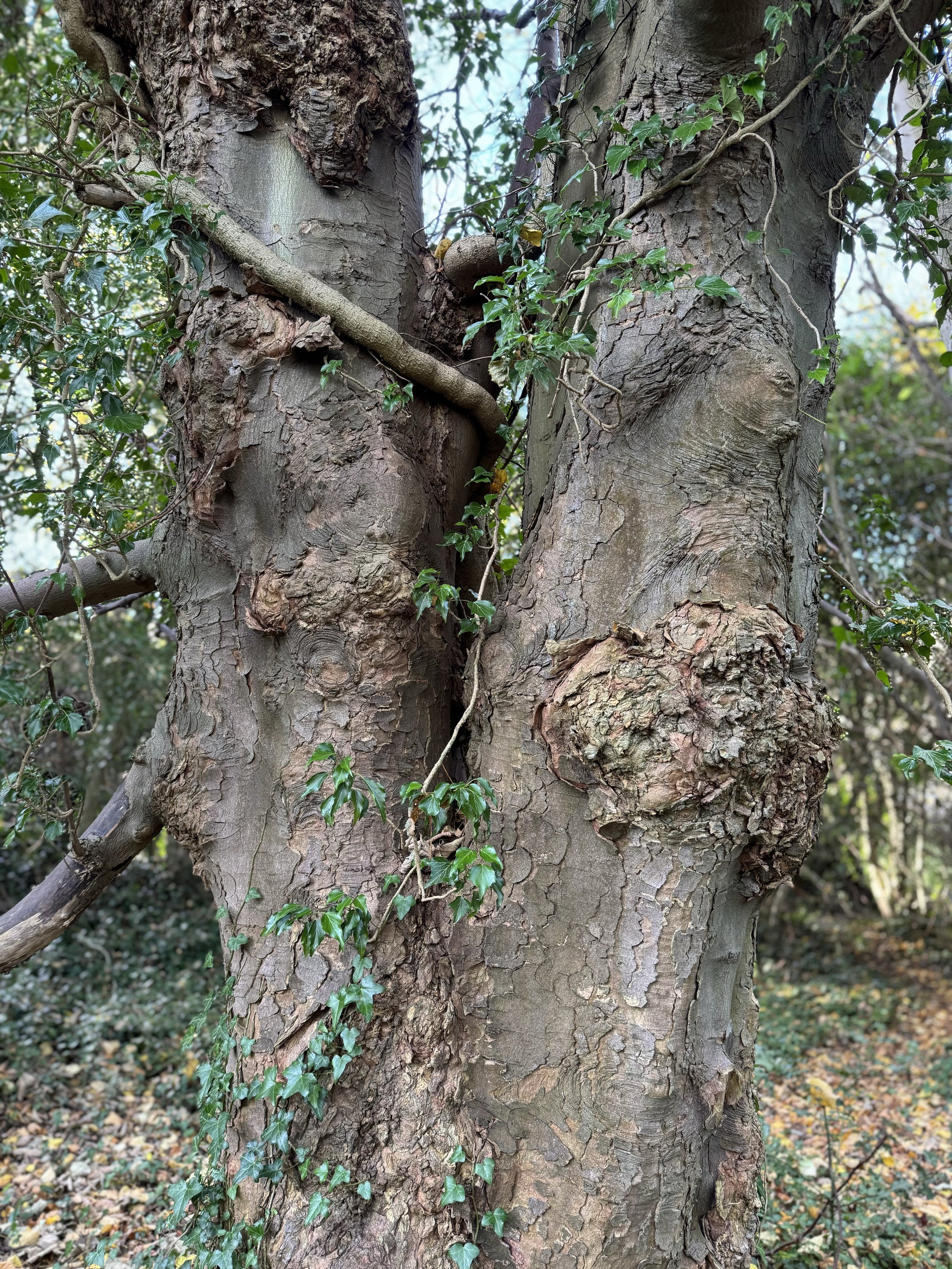 Close-up of a tree with textured brown bark, green ivy growing on it, and small branches and leaves in the background.