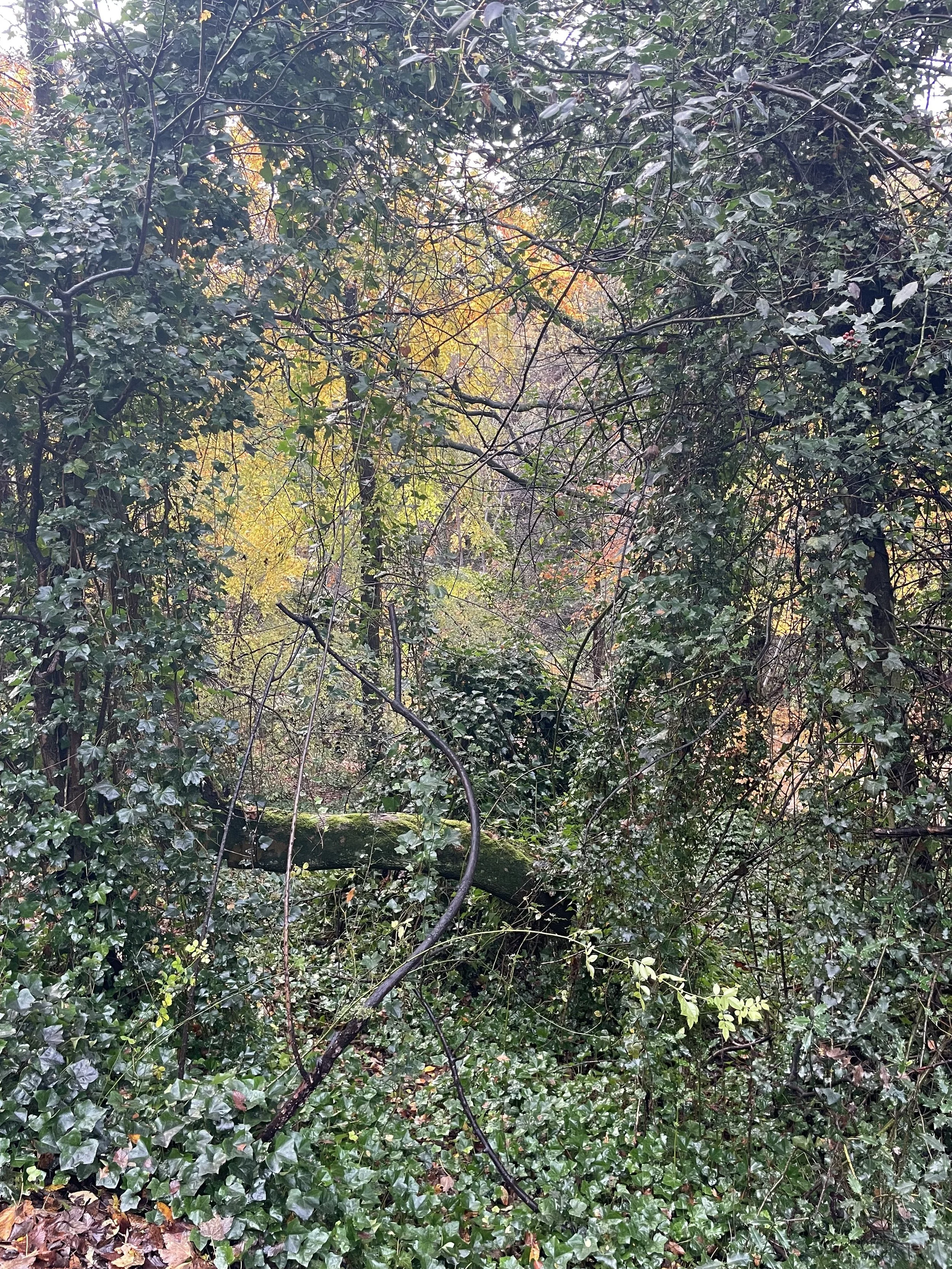 Dense forest with various trees and shrubs, including a fallen branch covered in moss and ivy, with autumn-colored foliage in the background.