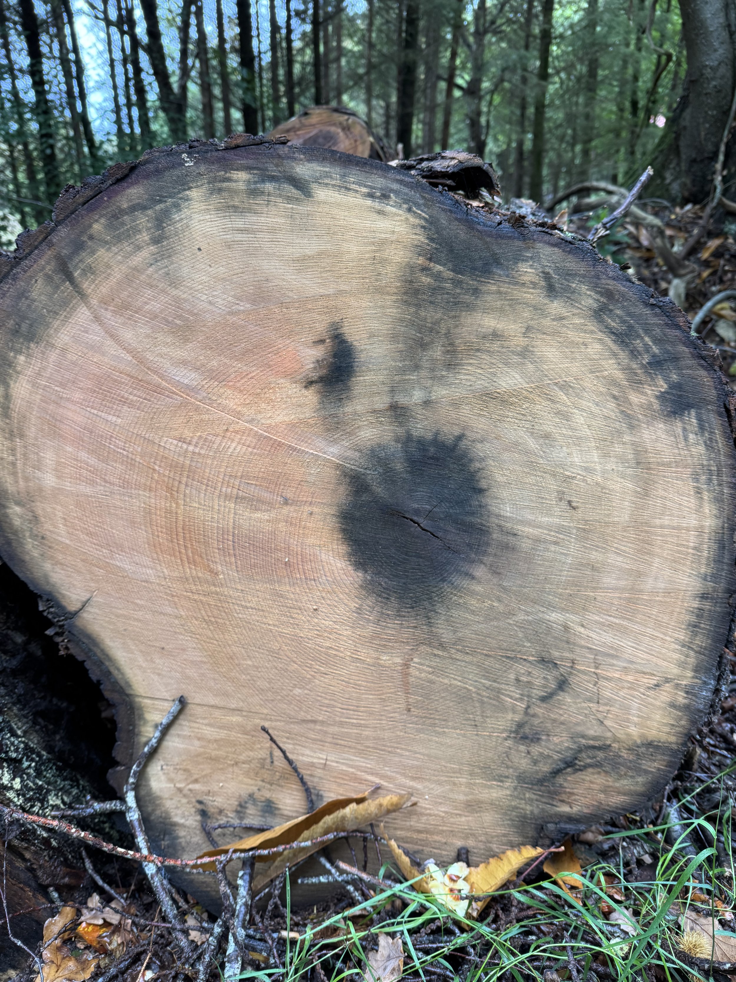 Close-up of a cut tree trunk in a forest, showing growth rings and dark knots in the wood.