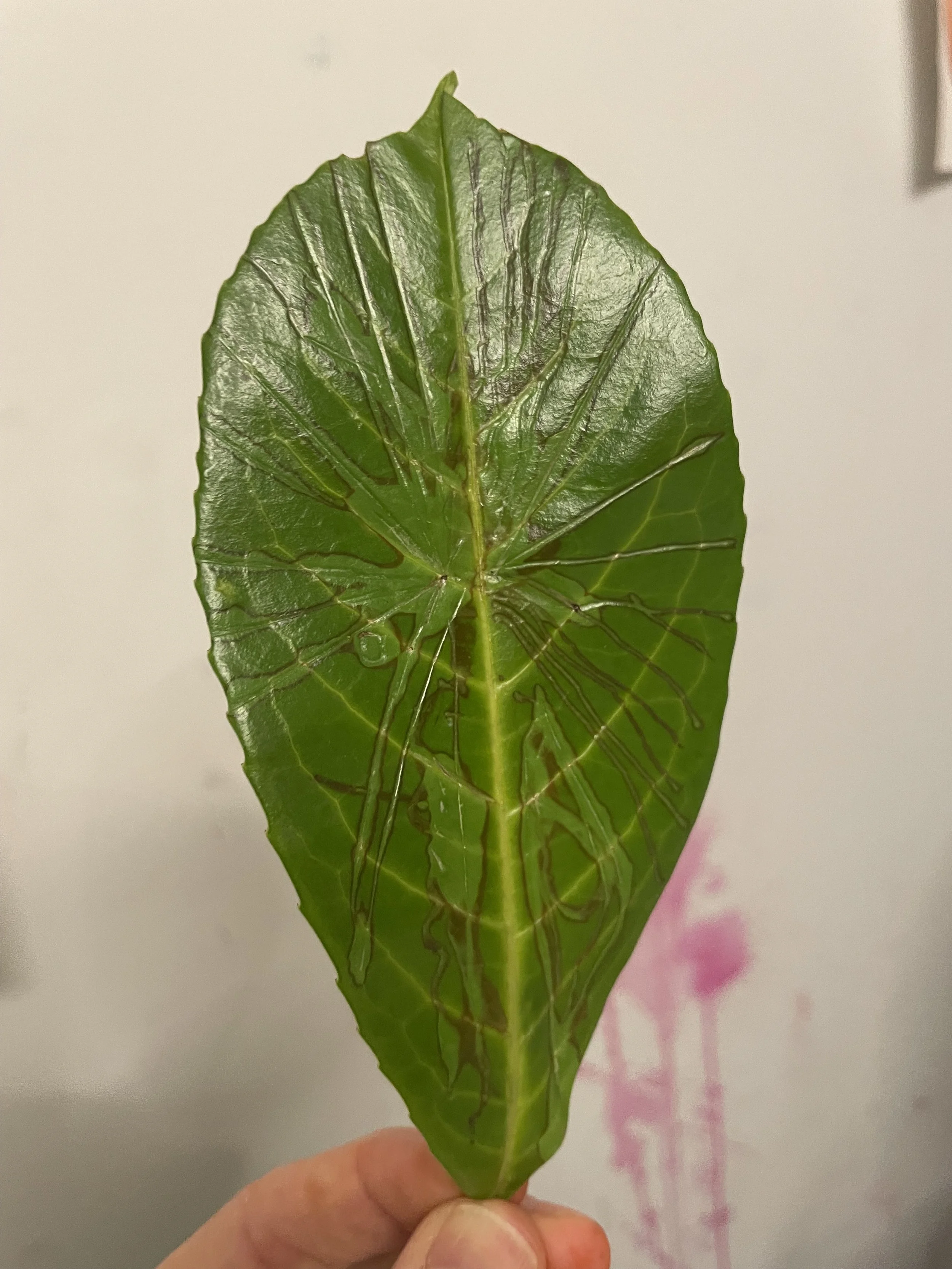 A green leaf being held by a person's hand with visible veins and a prominent central vein.