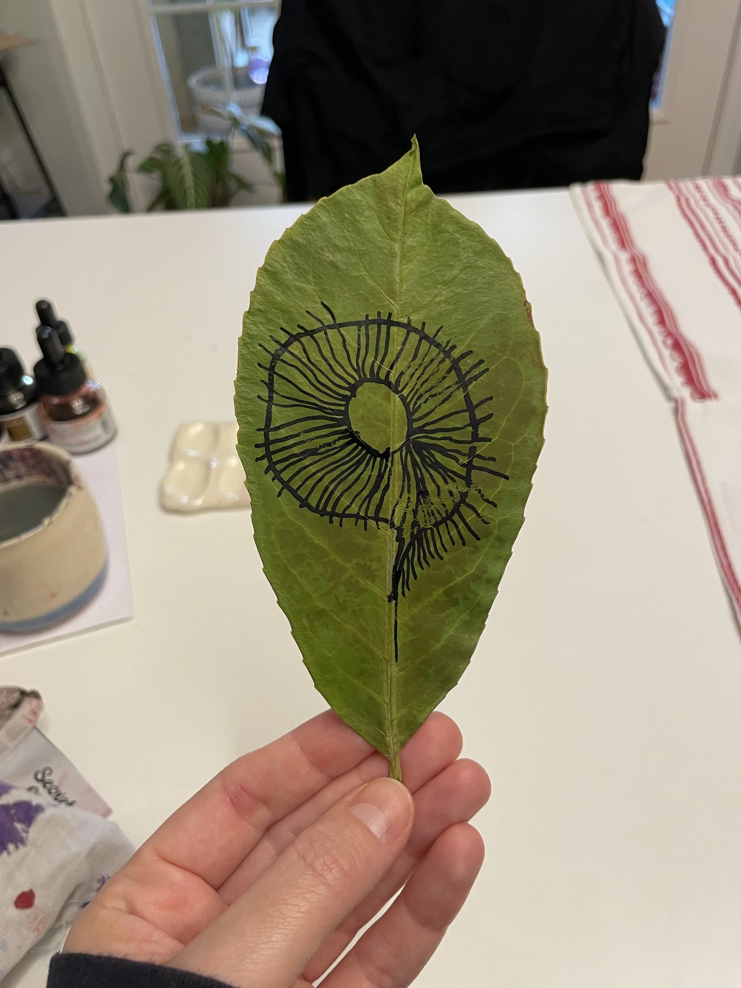 A green leaf with black line art of a snail shell drawn on it.