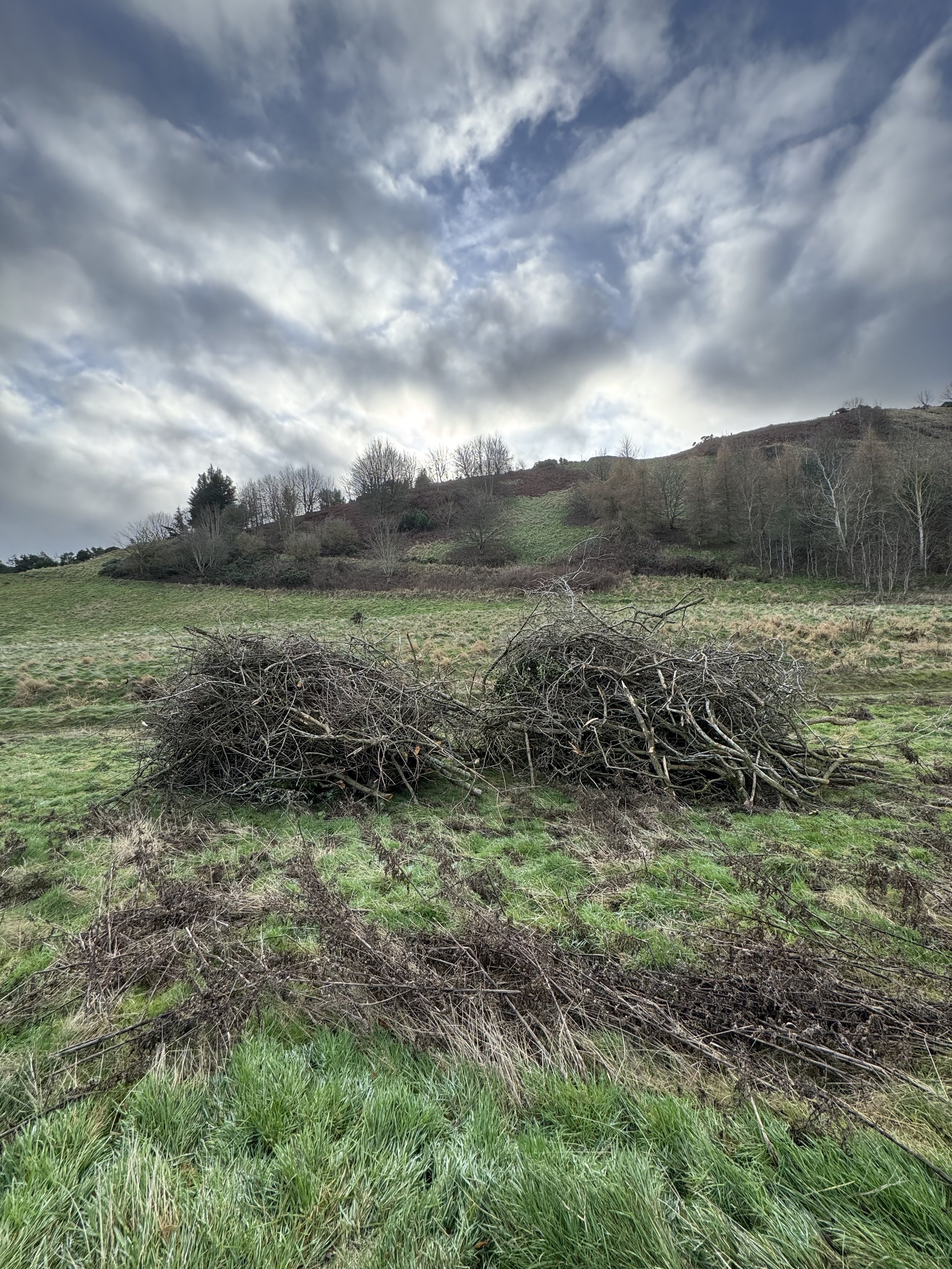 Two piles of dried tree branches on a grassy field with a hill and trees in the background under a cloudy sky.