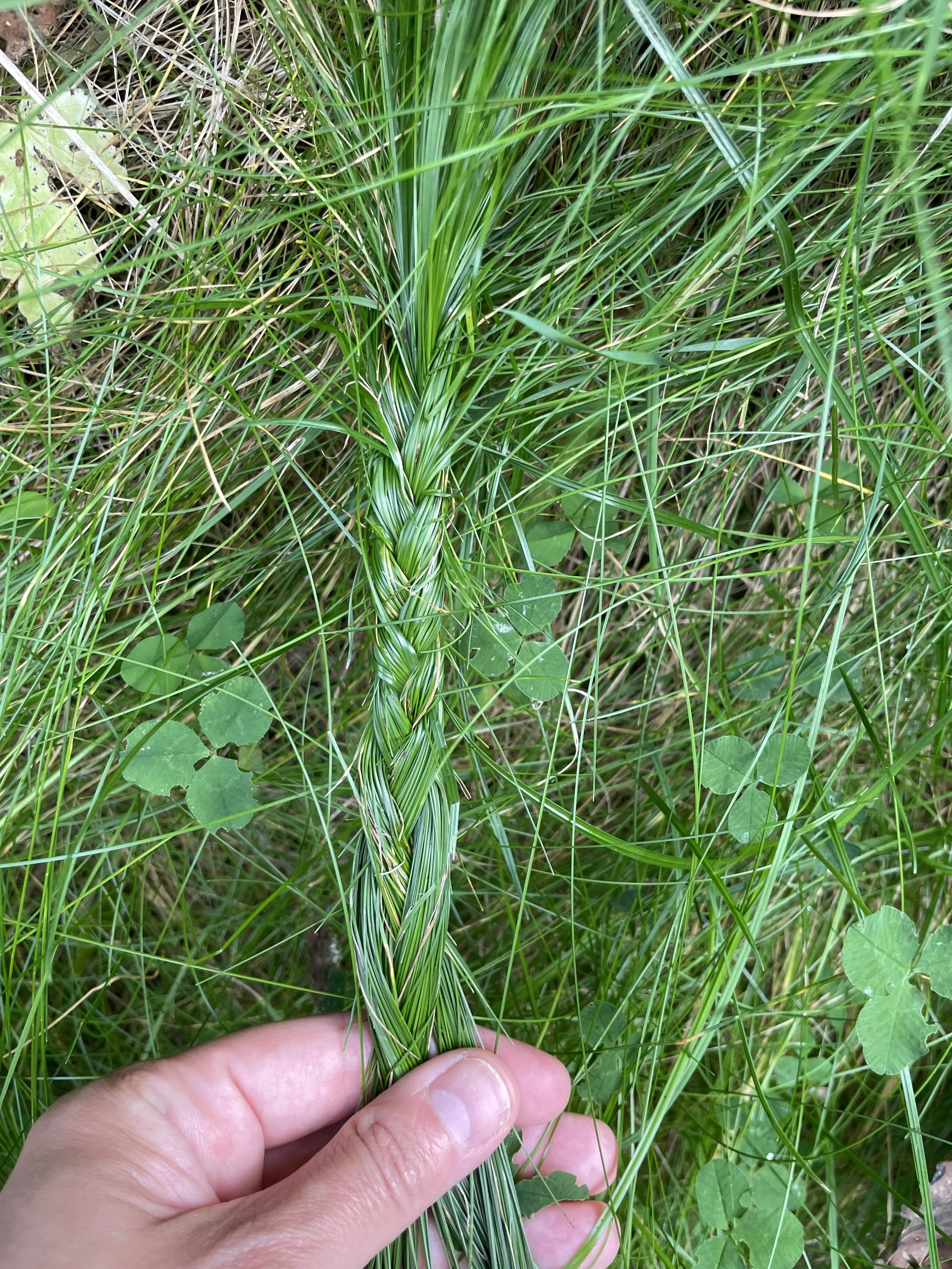 Close-up of a hand holding a braided green grass stalk among other green grasses and plants.
