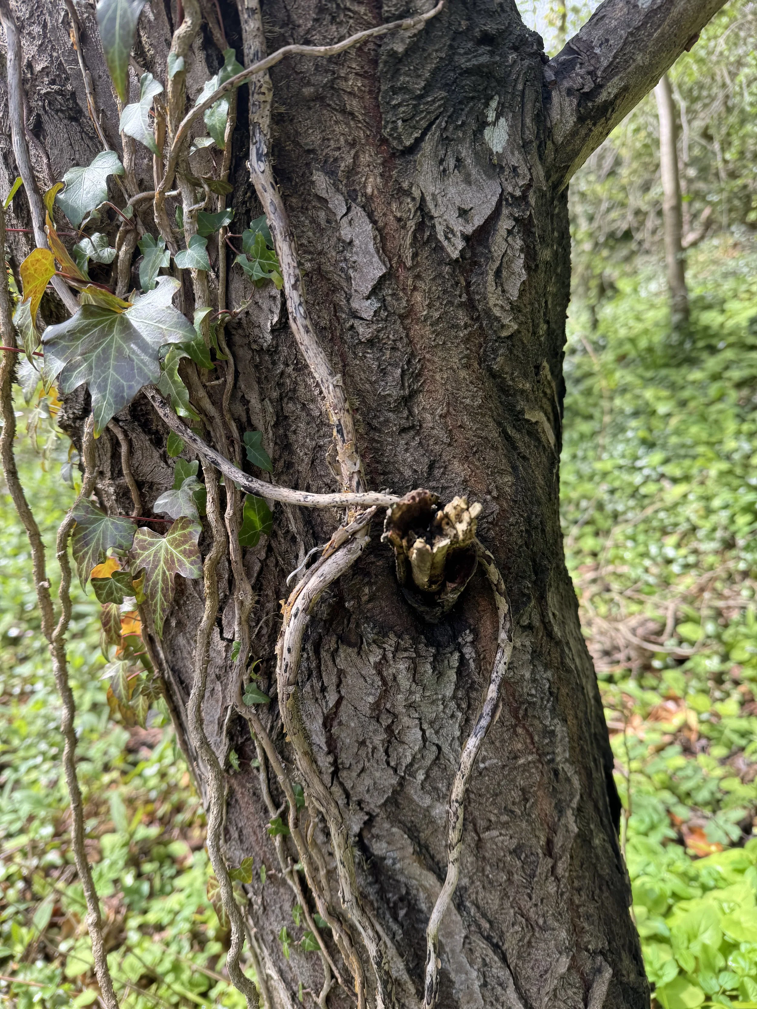 Close-up of a tree trunk with ivy and vine climbing up, showing bark and a cut branch.