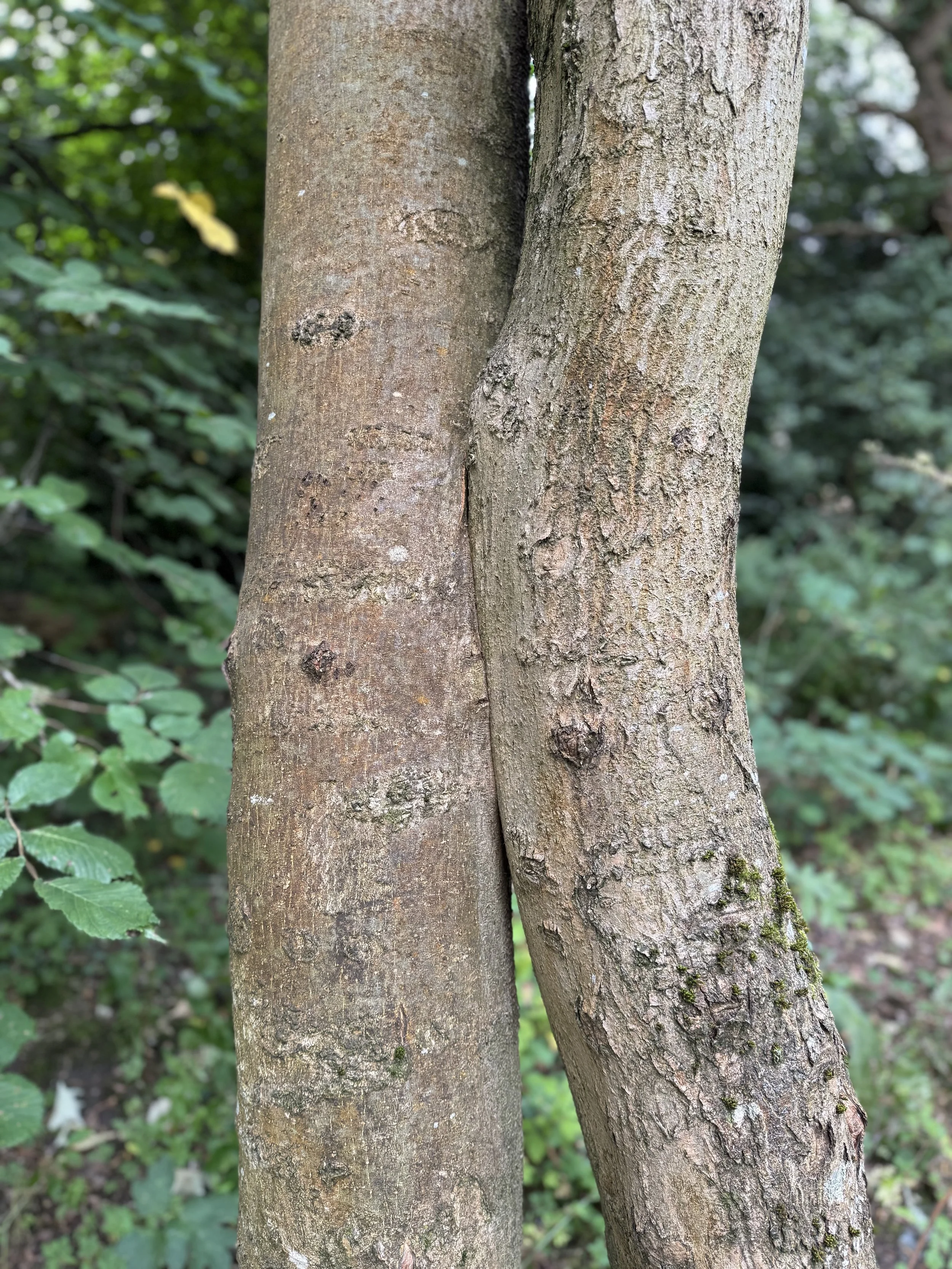 Close-up of two tree trunks with textured bark, in a green outdoor setting.