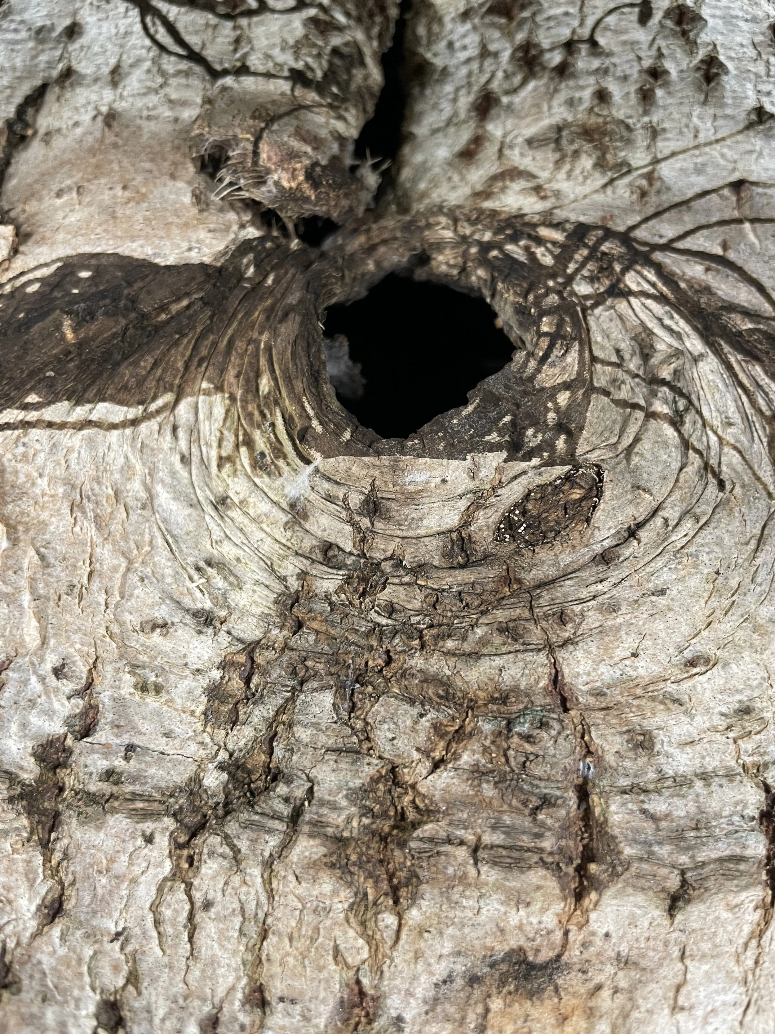 Close-up of a hollow tree trunk knot with rough, textured bark and a dark center.