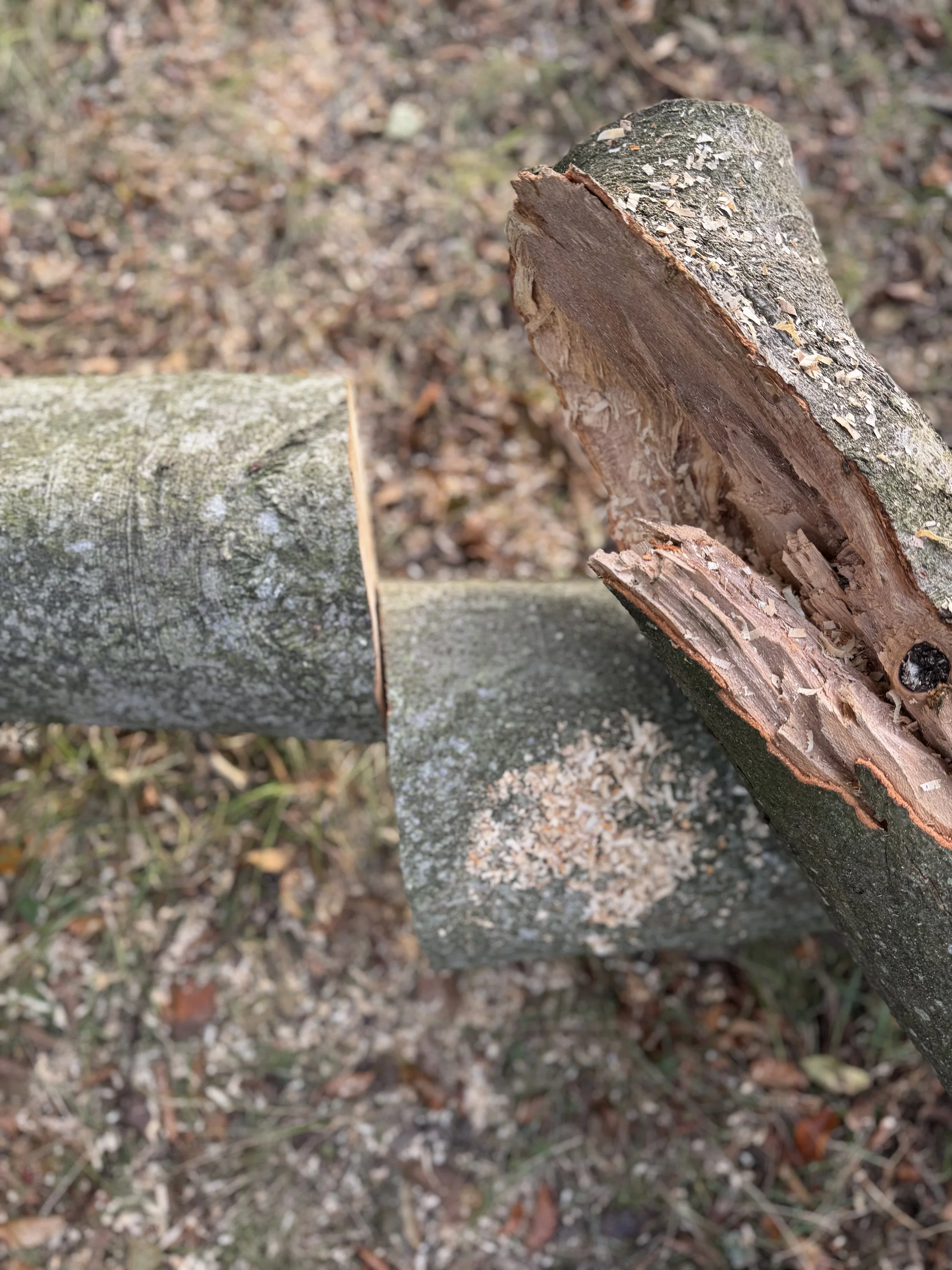 Close-up of a tree branch sawed in half, with sawdust scattered on the ground and on the branch, outdoors.