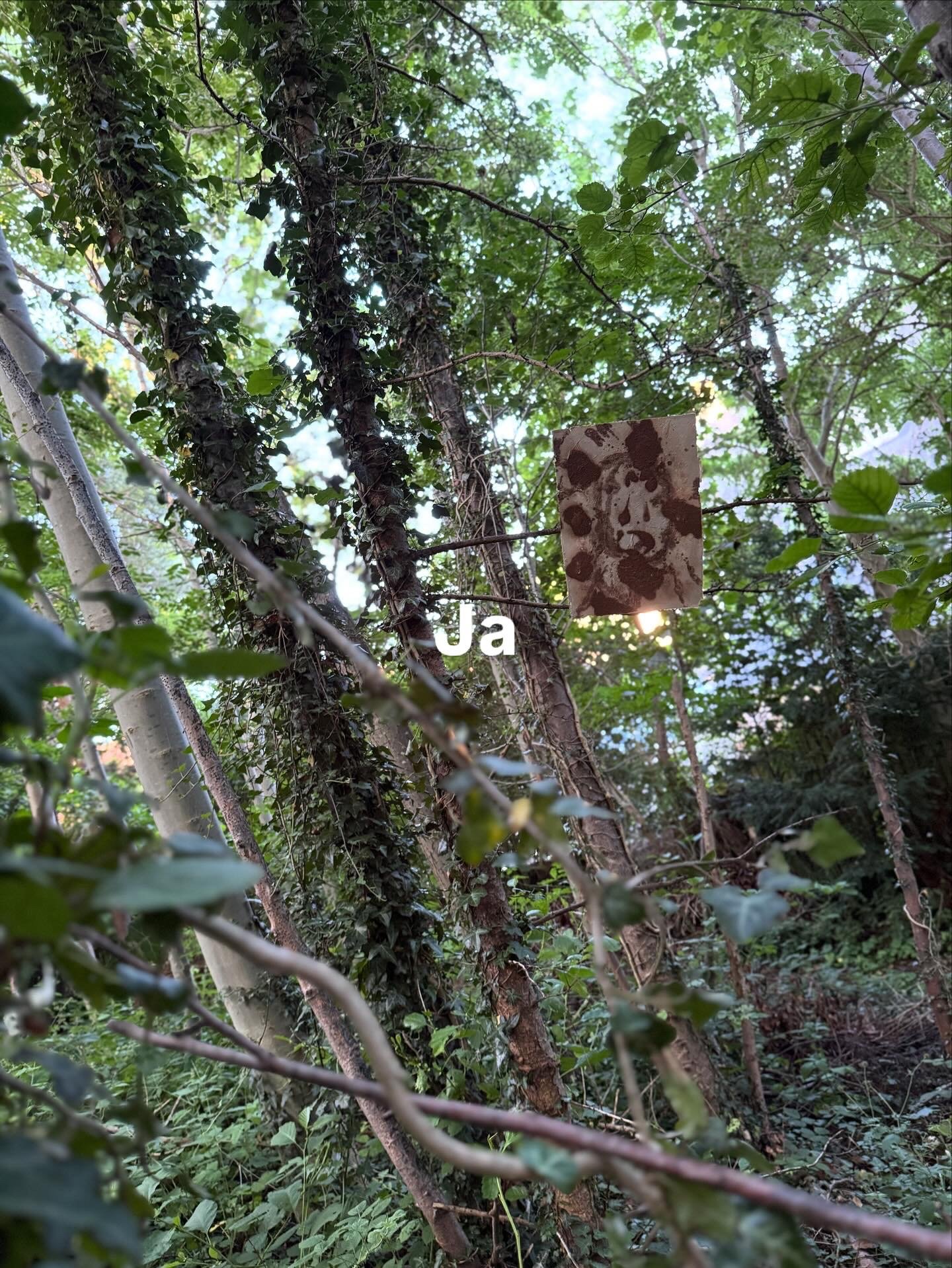 A forest scene with trees, green leaves, and a piece of paper with a portrait of a person's face and the letters 'Ua' overlaid on the image.