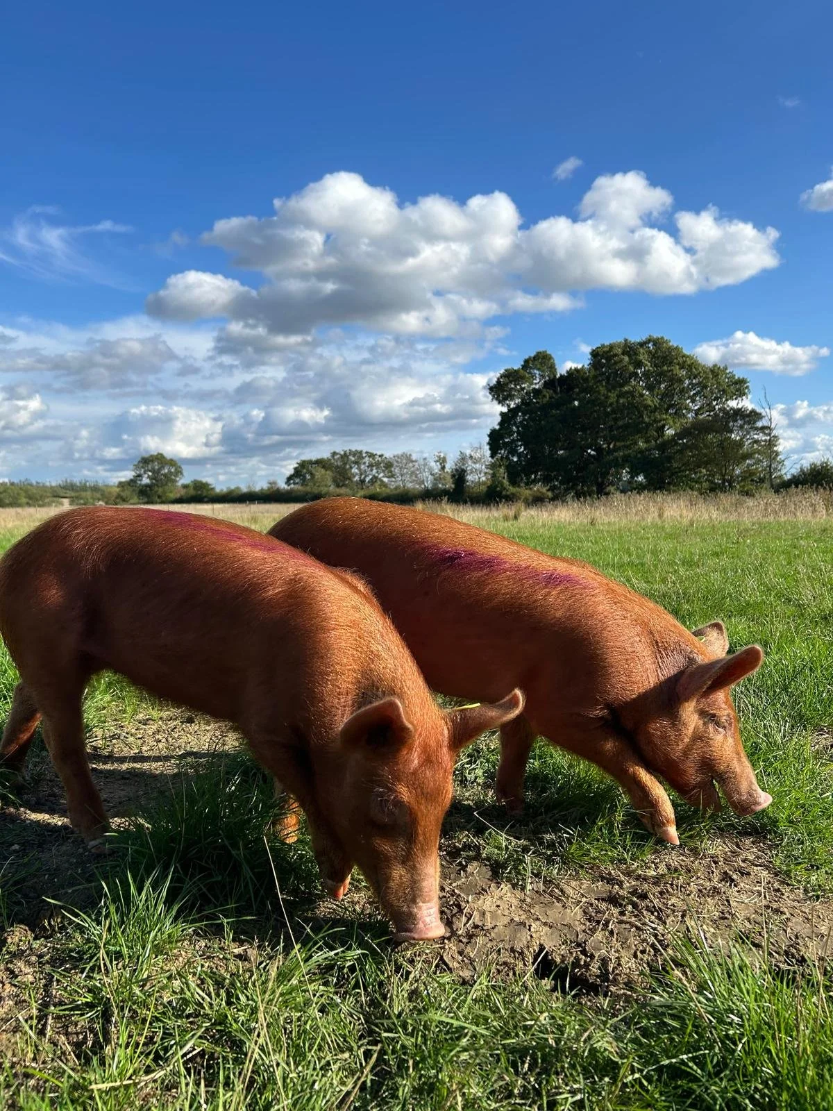 Two Tamworth pigs join Boothby Wildland