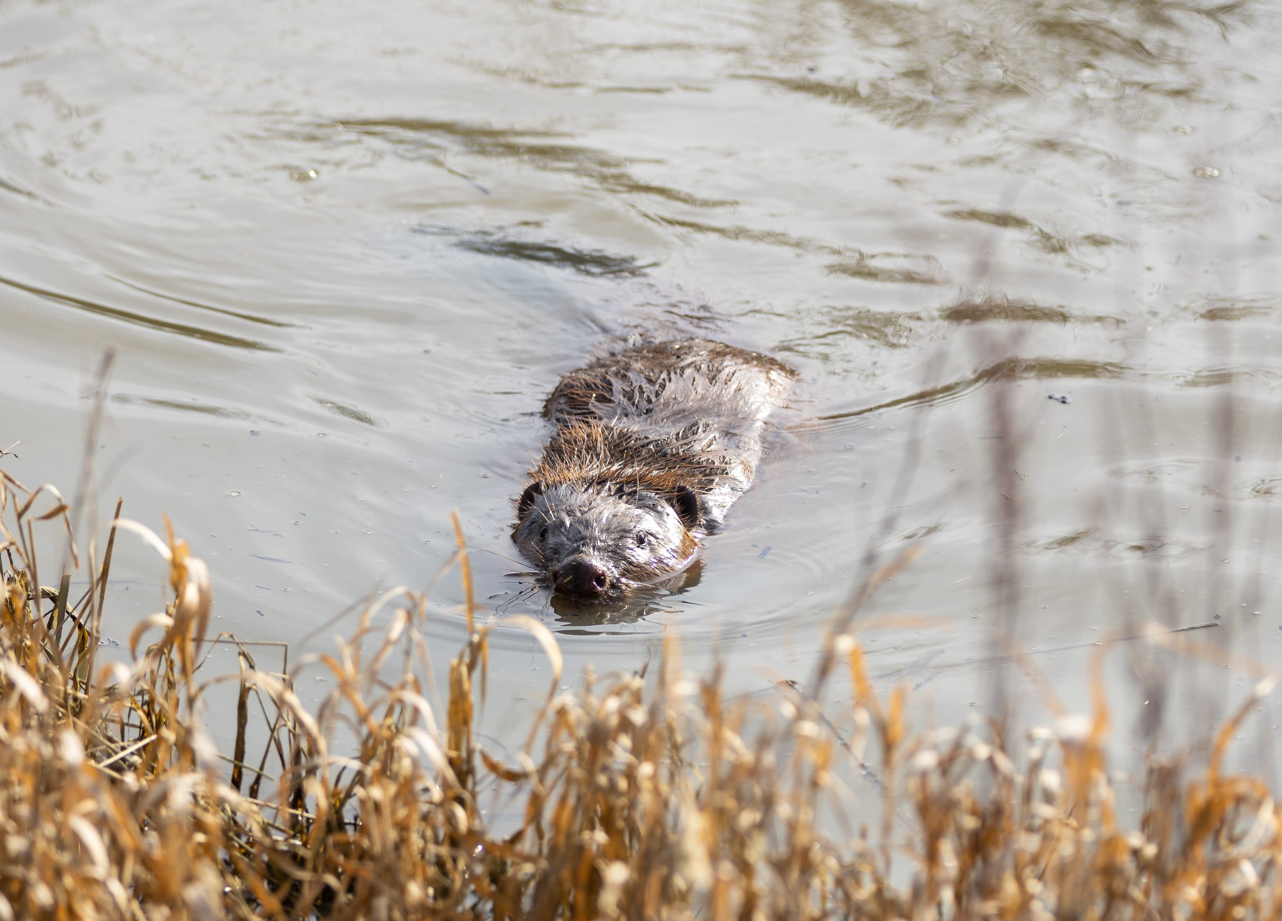 A beaver swimming