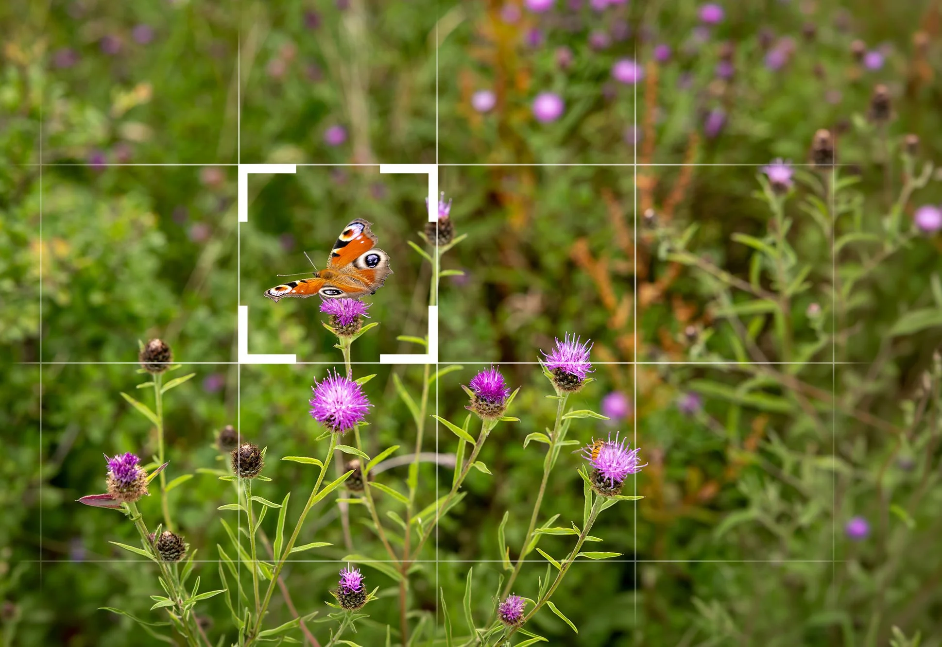A butterfly on a thistle