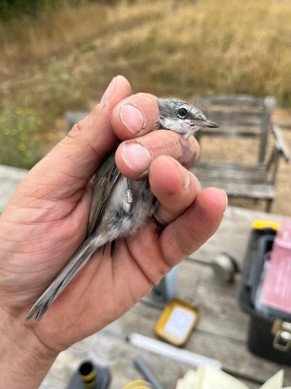 A small bird being ringed