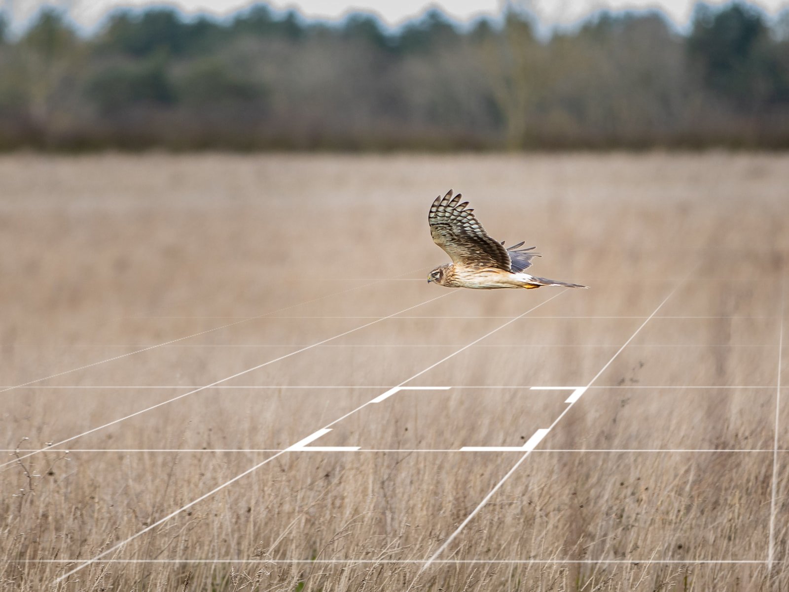 Hen harrier flying at Boothby Wildland