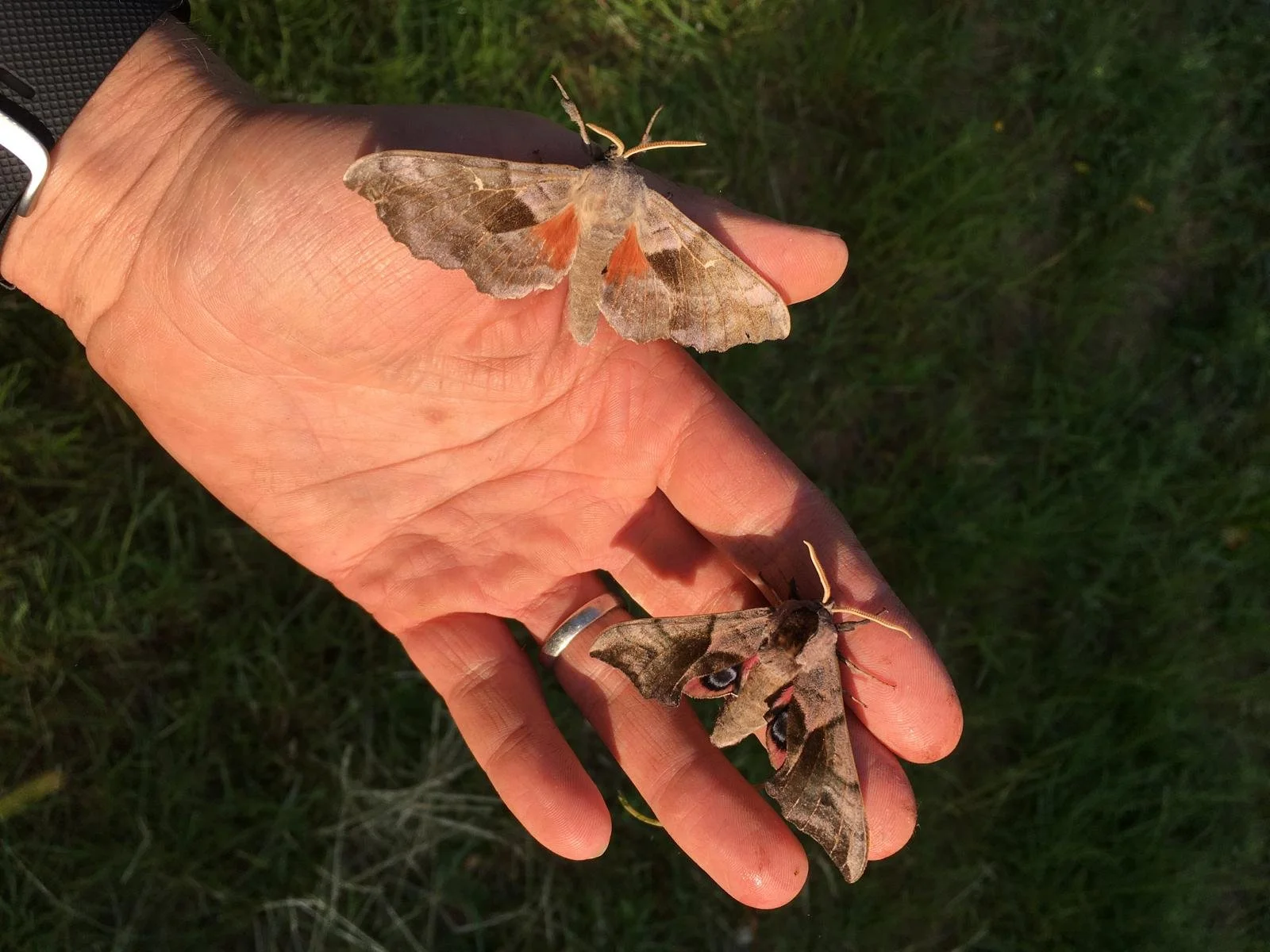 Moths on a person's hand