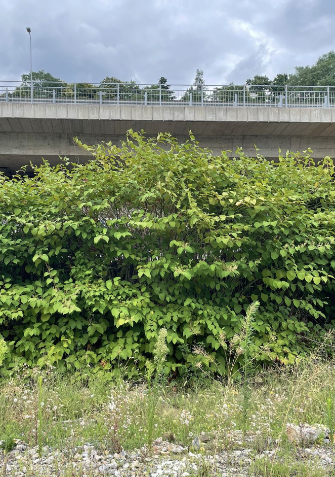 Japanese Knotweed beneath a concrete bridge with a metal railing, under a cloudy sky.