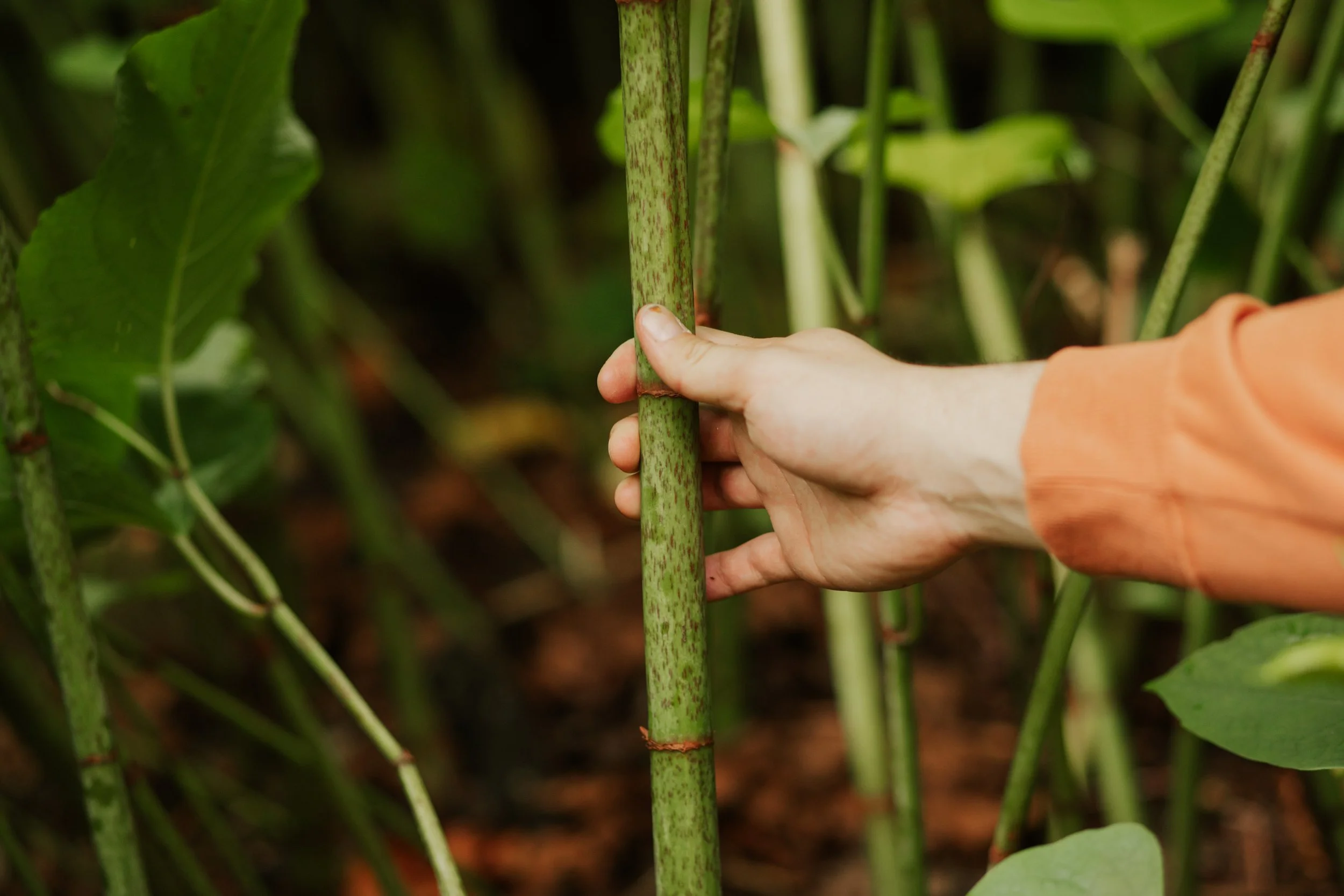 A person's hand holding a Japanese Knotweed stalk in a dense Japanese Knotweed field.