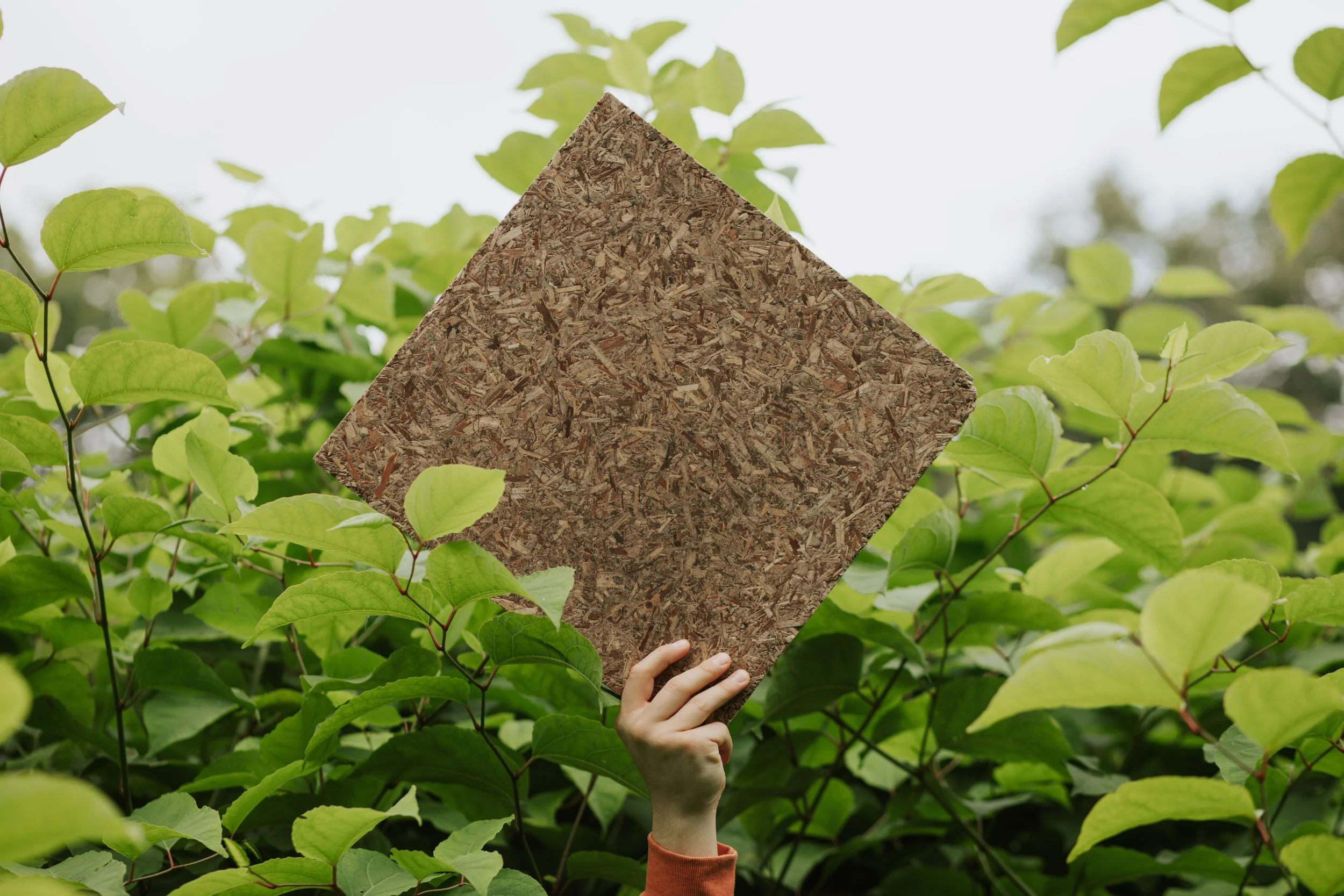 Japanese Knotweed board in a Japanese Knotweed field