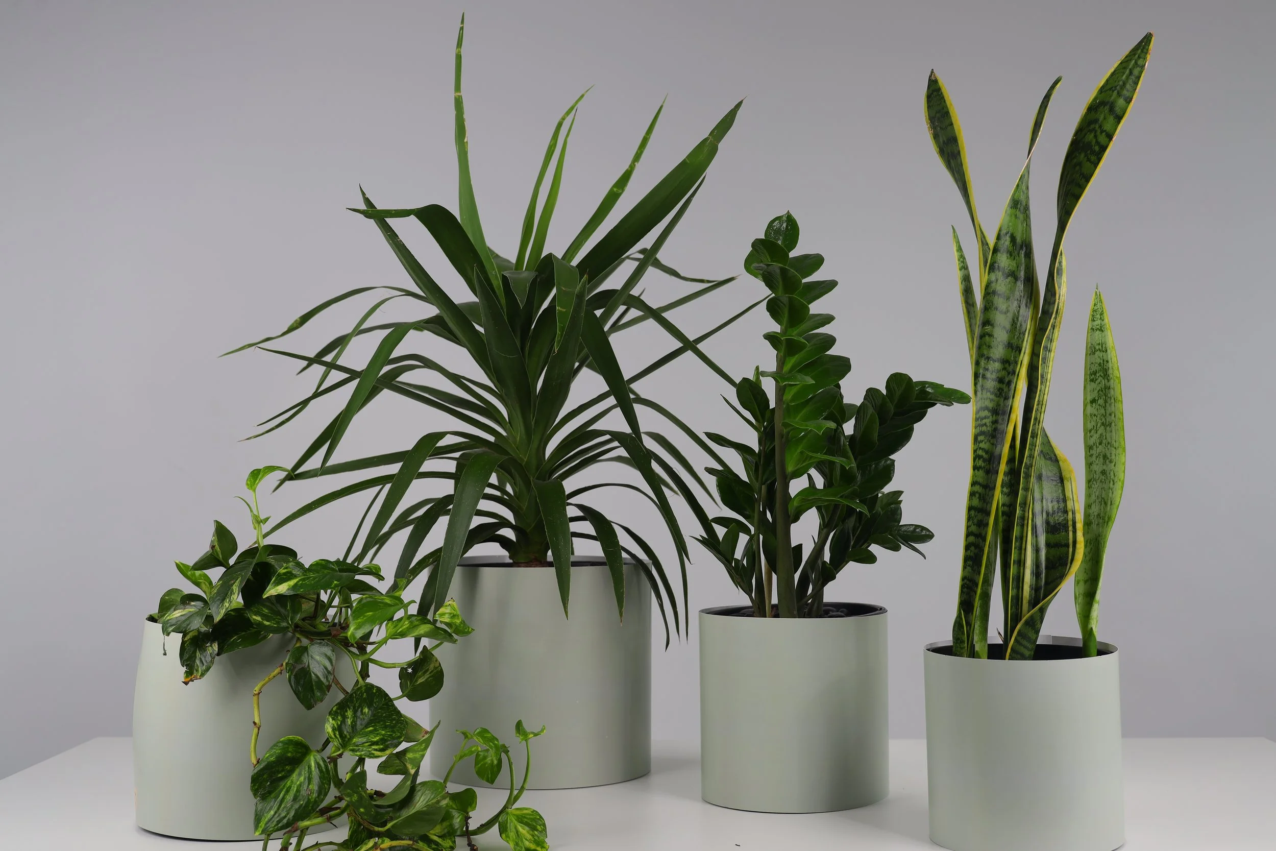 The Branch Manager - 4 Pack