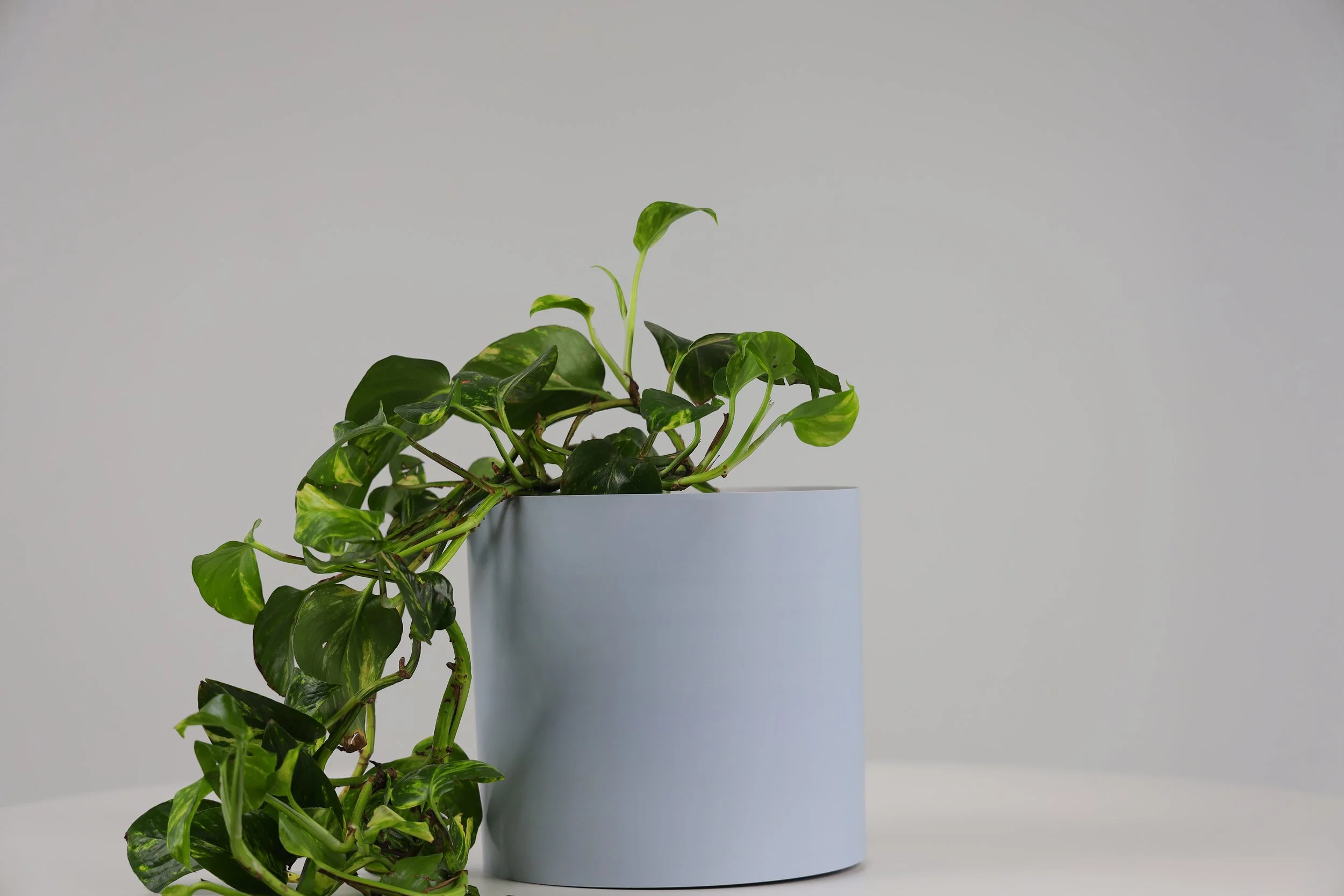 Bare Pot Large Bare Powder Blue With Plant Styled.jpeg