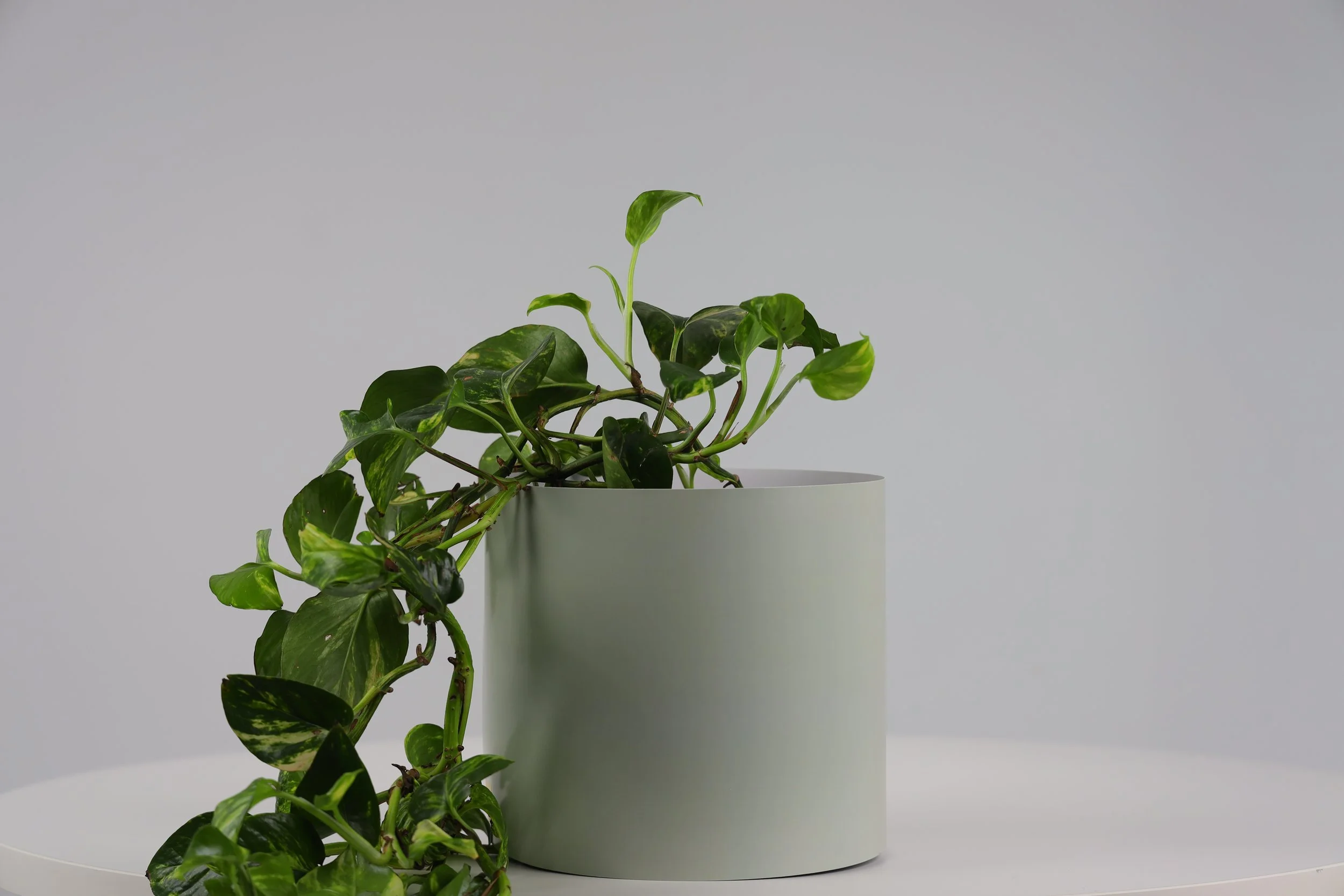 Bare Pot Large Bare Sage With Plant Styled.jpeg