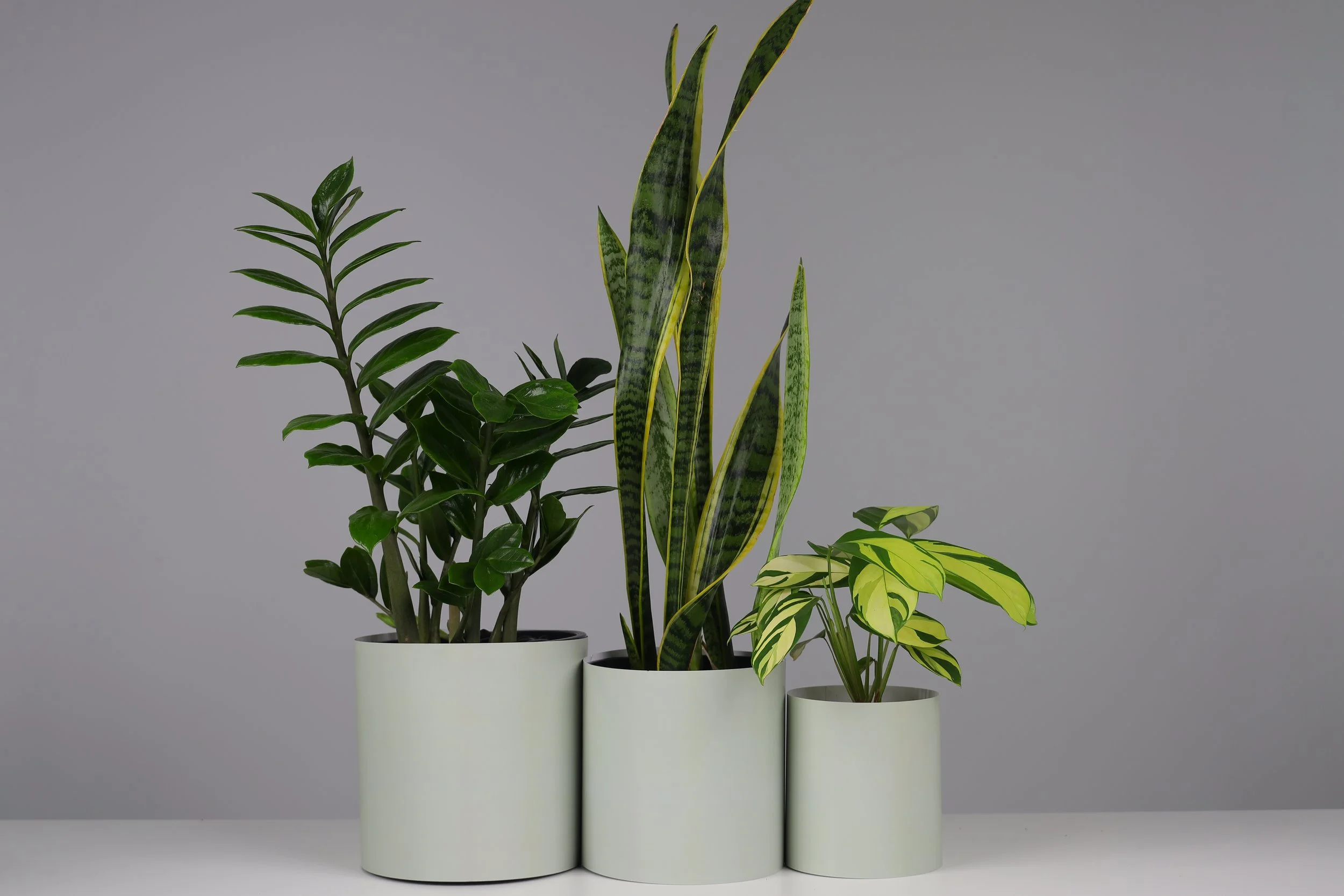 Bare Pots The Three Bares Bare Sage With Plant.jpeg