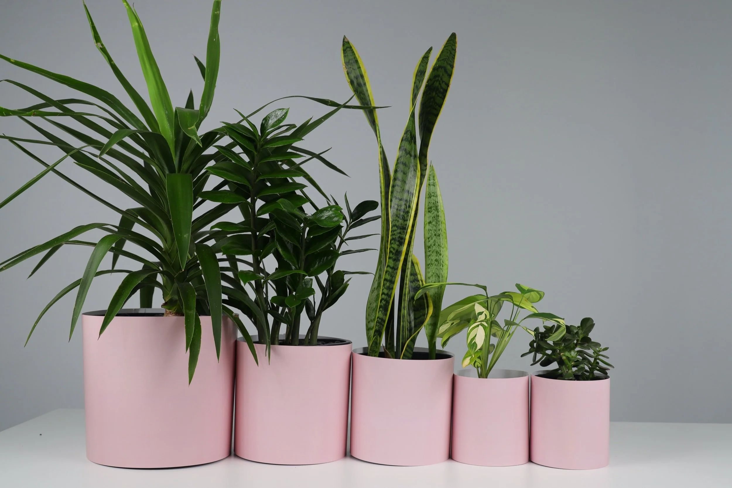 The Jungle Pack - 5 Pack