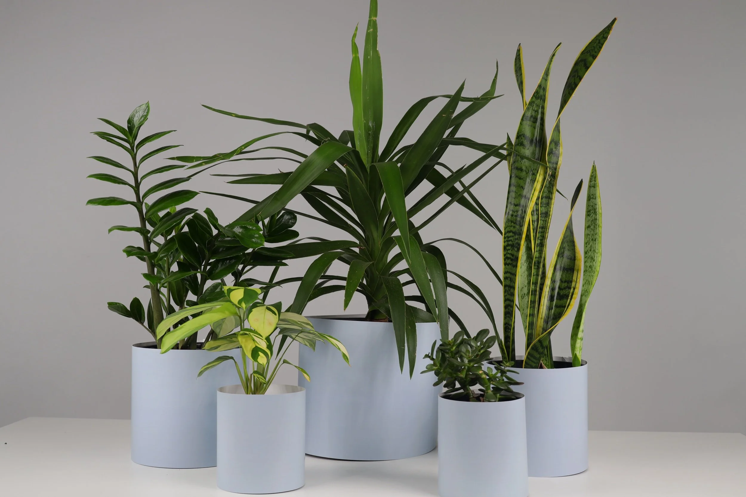 The Jungle Pack - 5 Pack