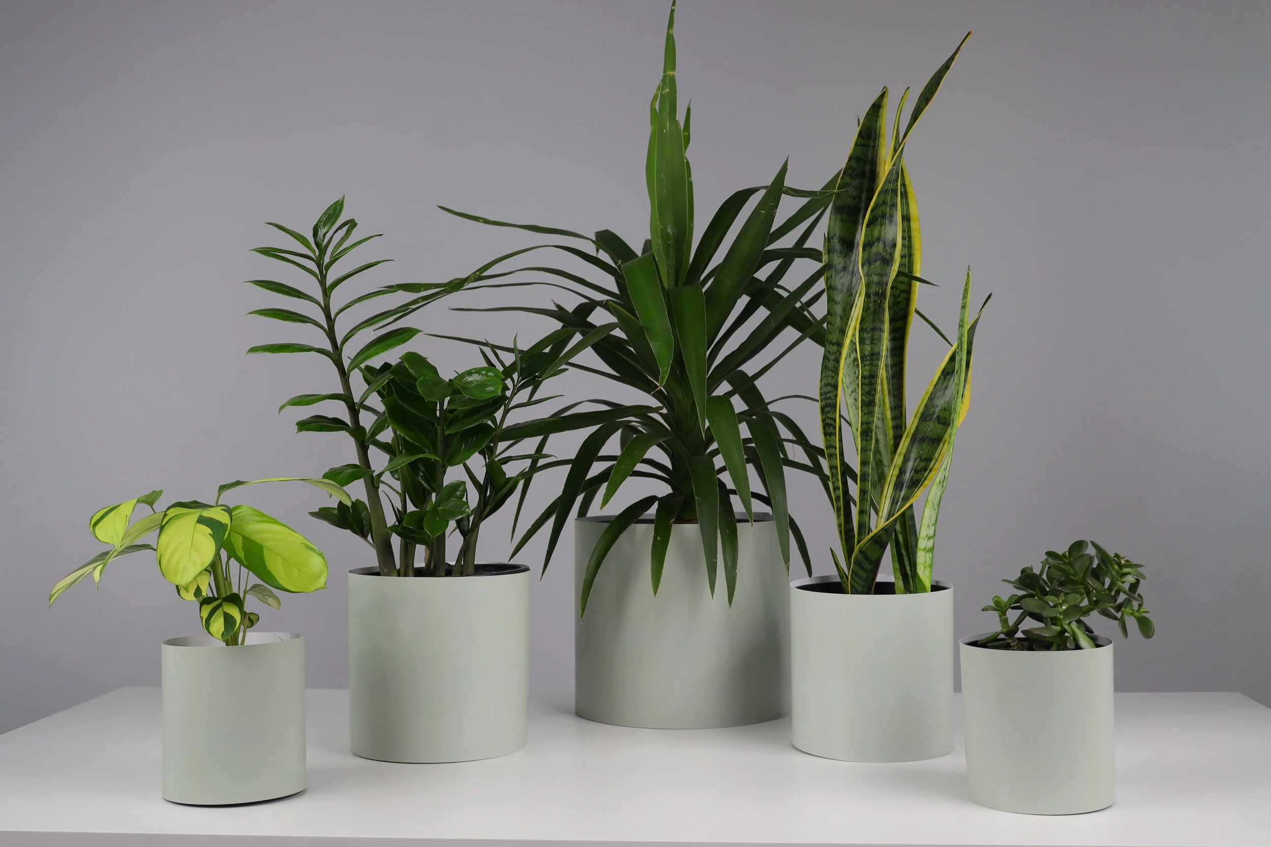 The Jungle Pack - 5 Pack