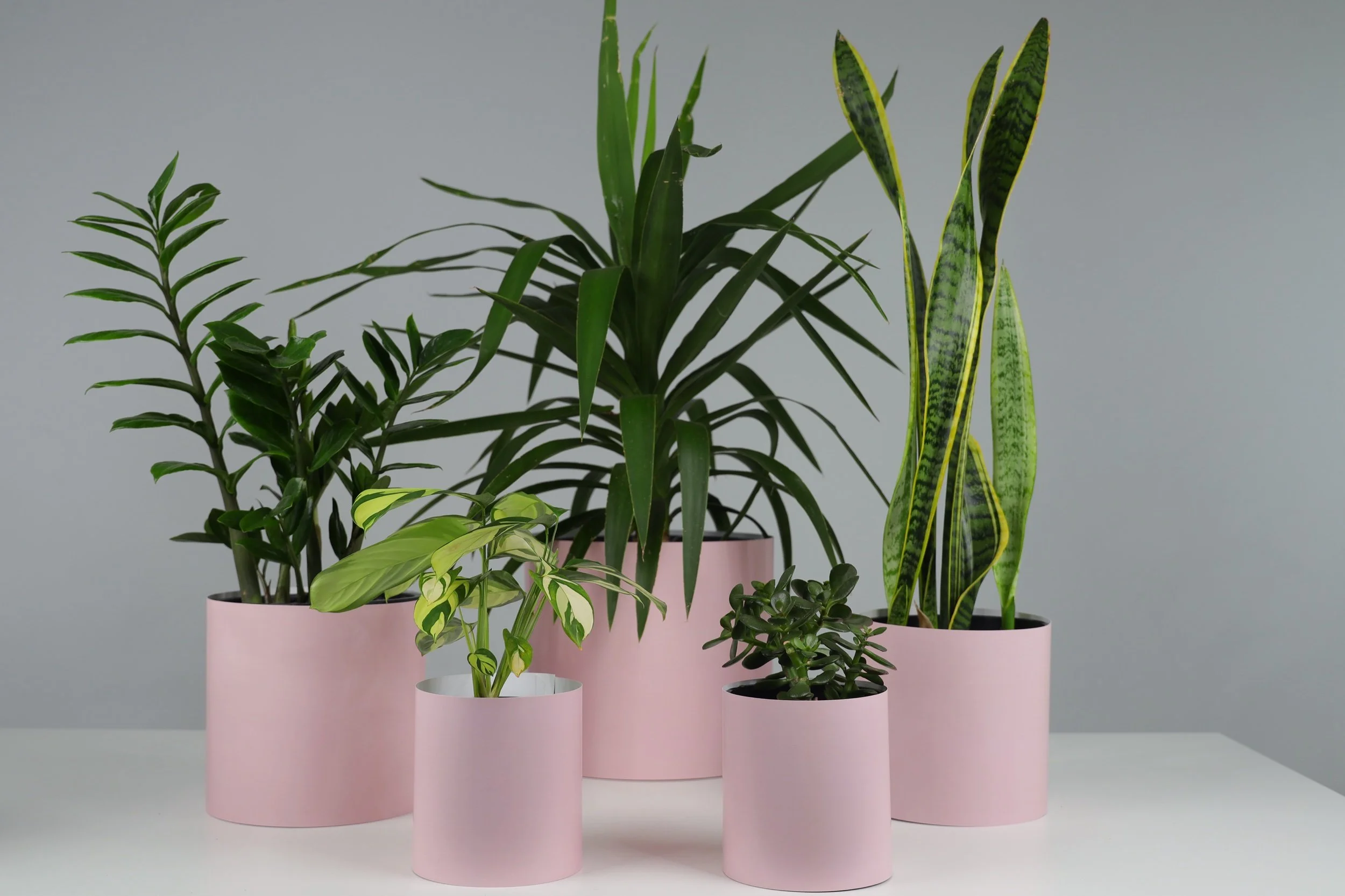 The Jungle Pack - 5 Pack