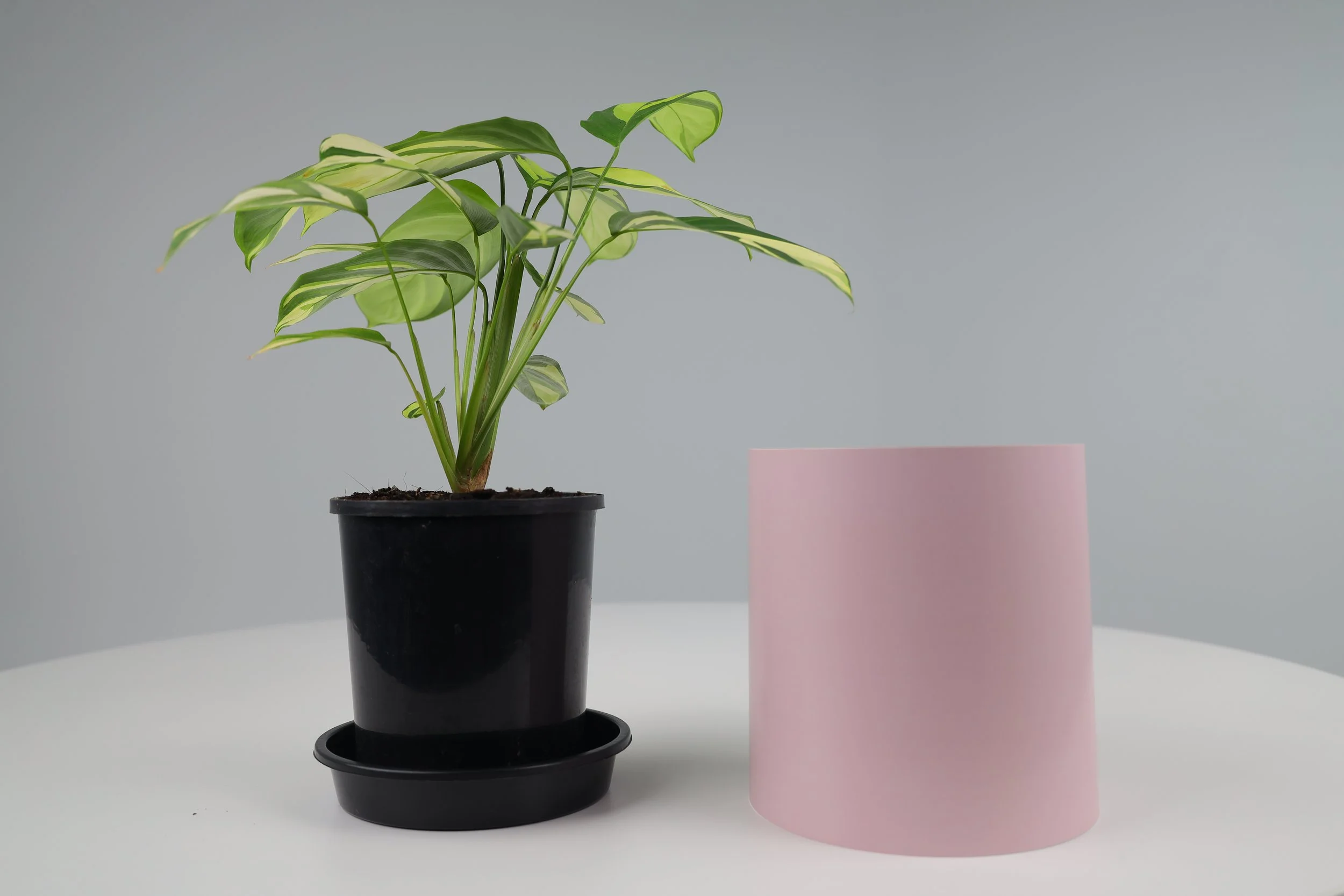 Bare Pot Small Bare Pink Clay Plant Side By Side.jpeg