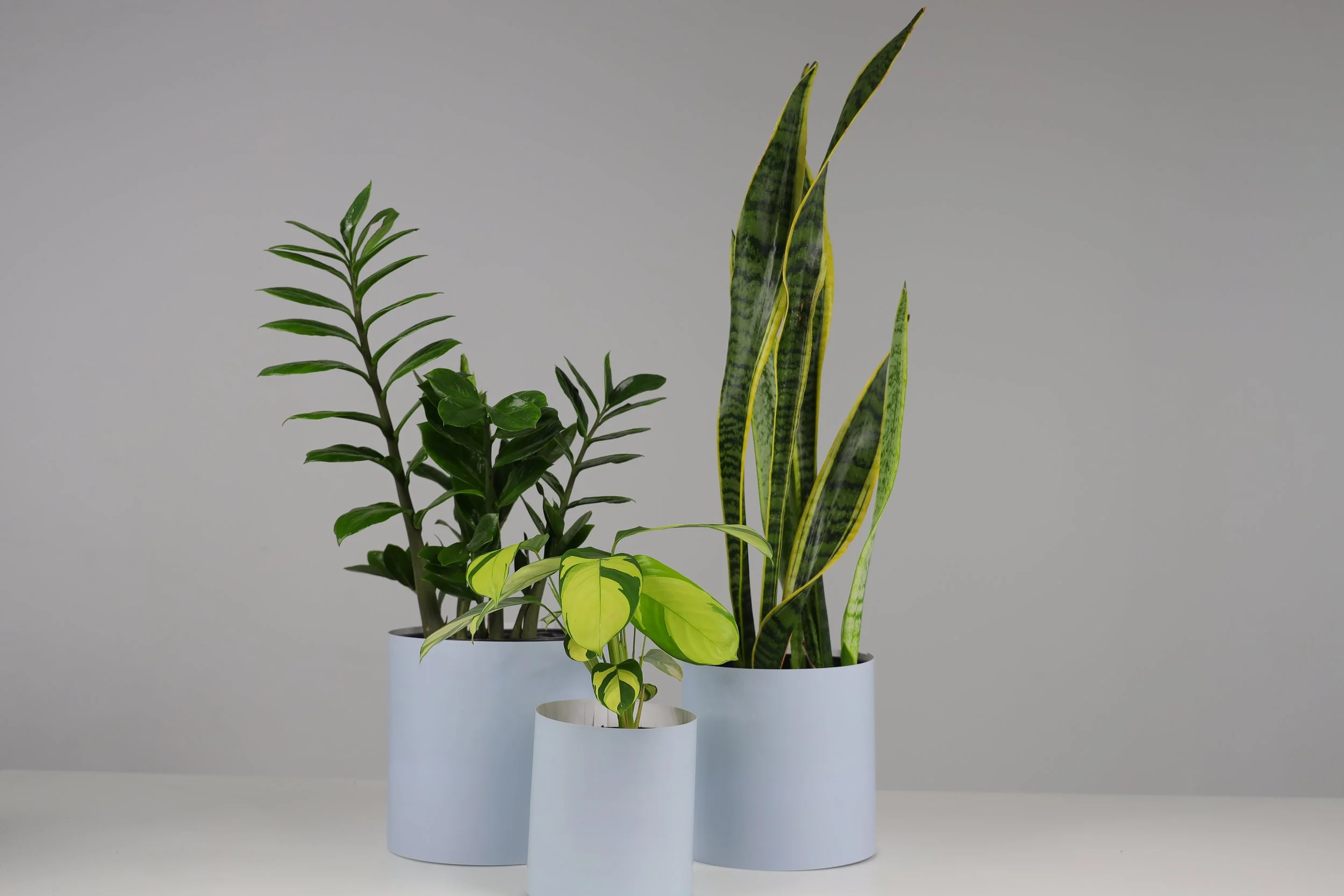 The Three Bares - 3 Pack