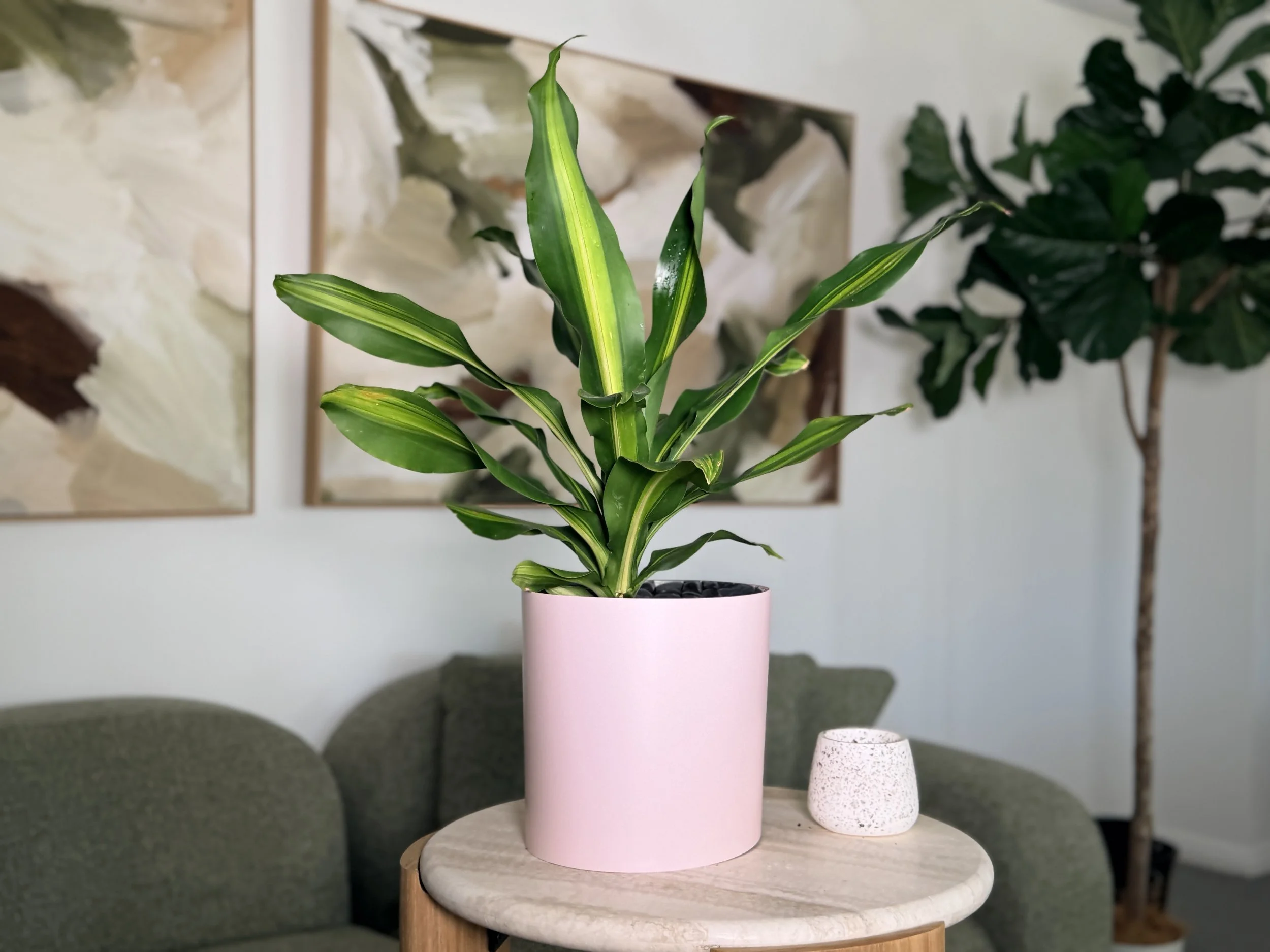 A large leafy plant styled in a colour drench pink clay Bare Pots indoor pot sleeve resting on a wooden side table in a living room.