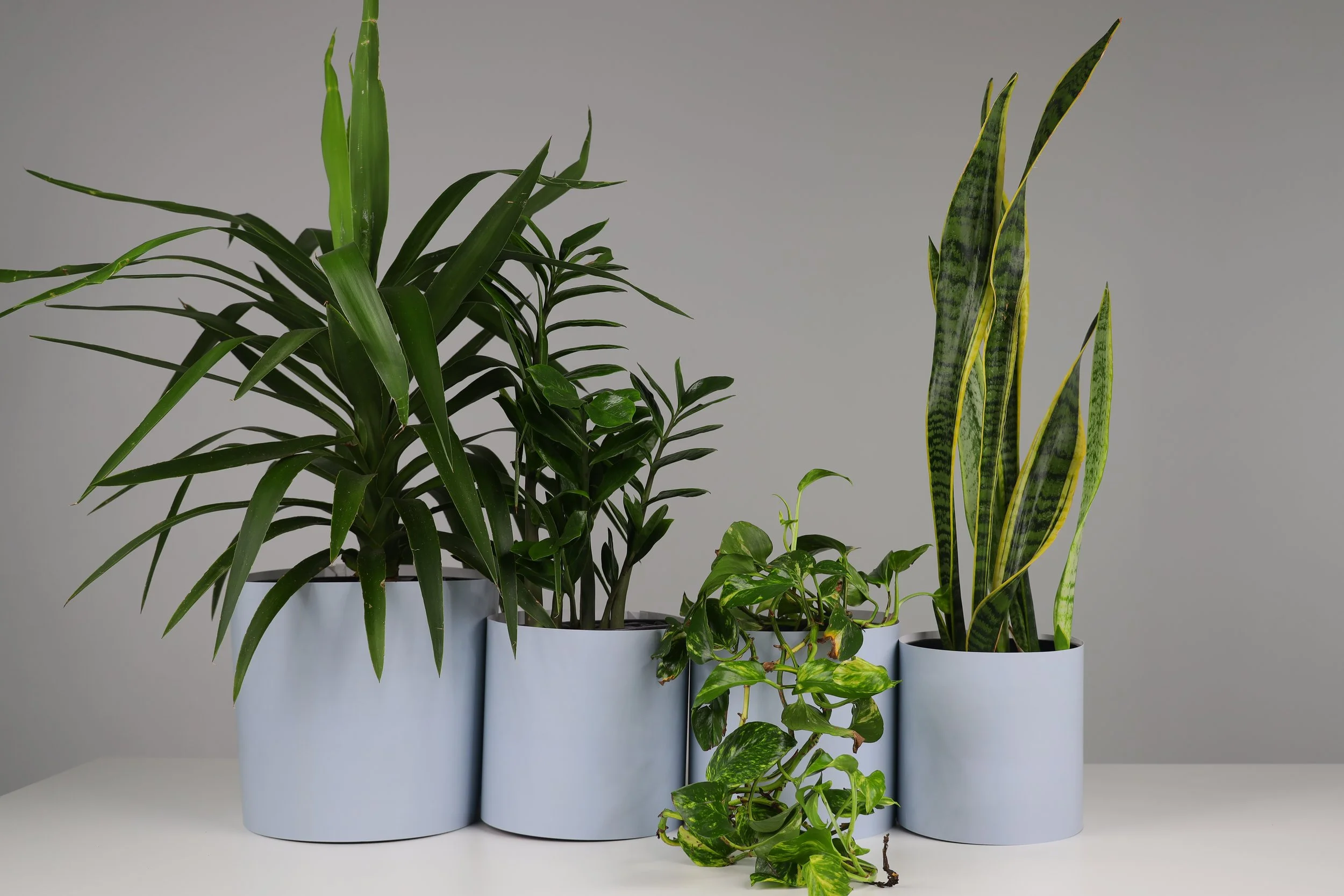 Bare Pots The Branch Manager Bare Powder Blue With Plant.jpeg