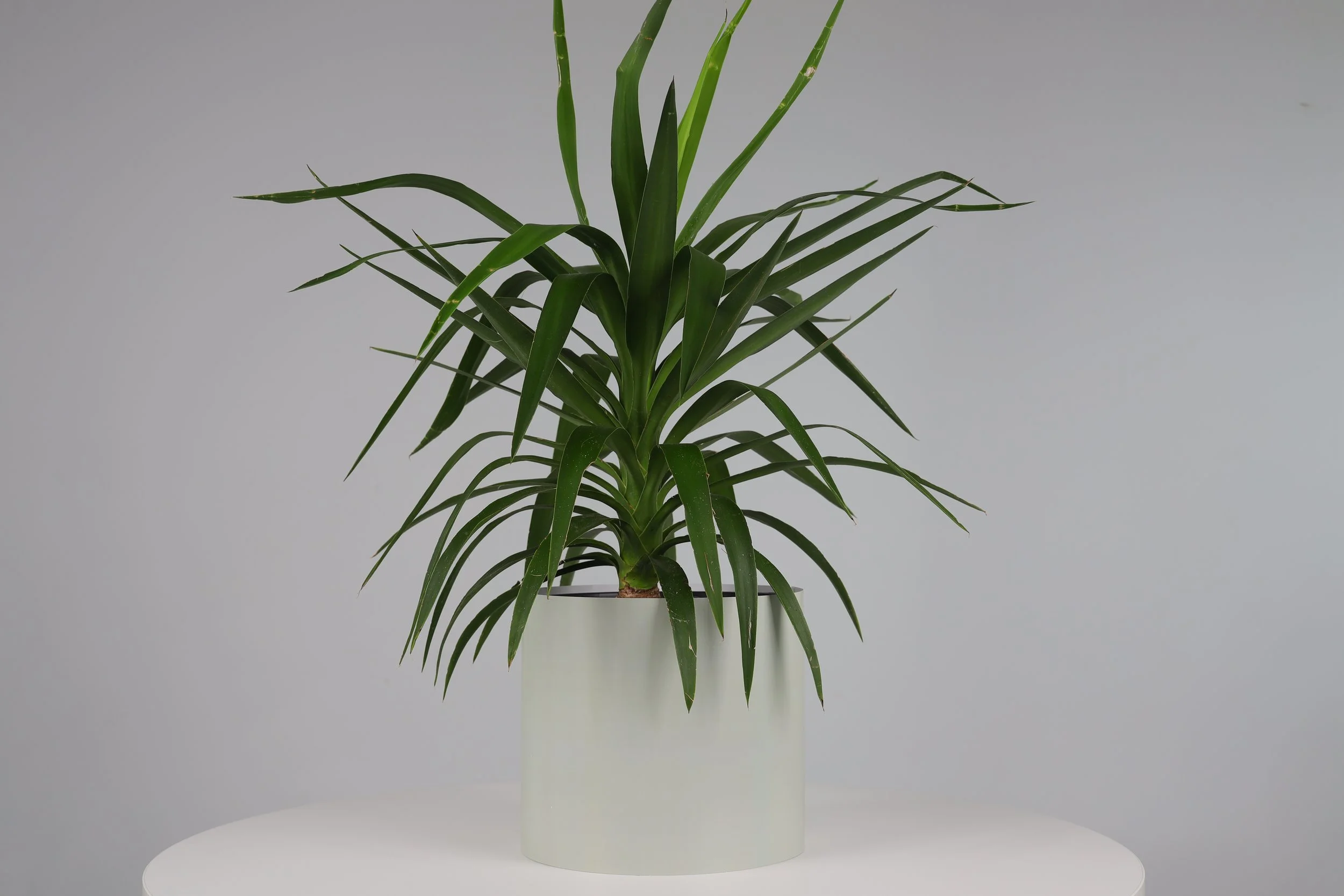 Bare Pot Extra Large Bare Sage With Plant Styled.jpeg