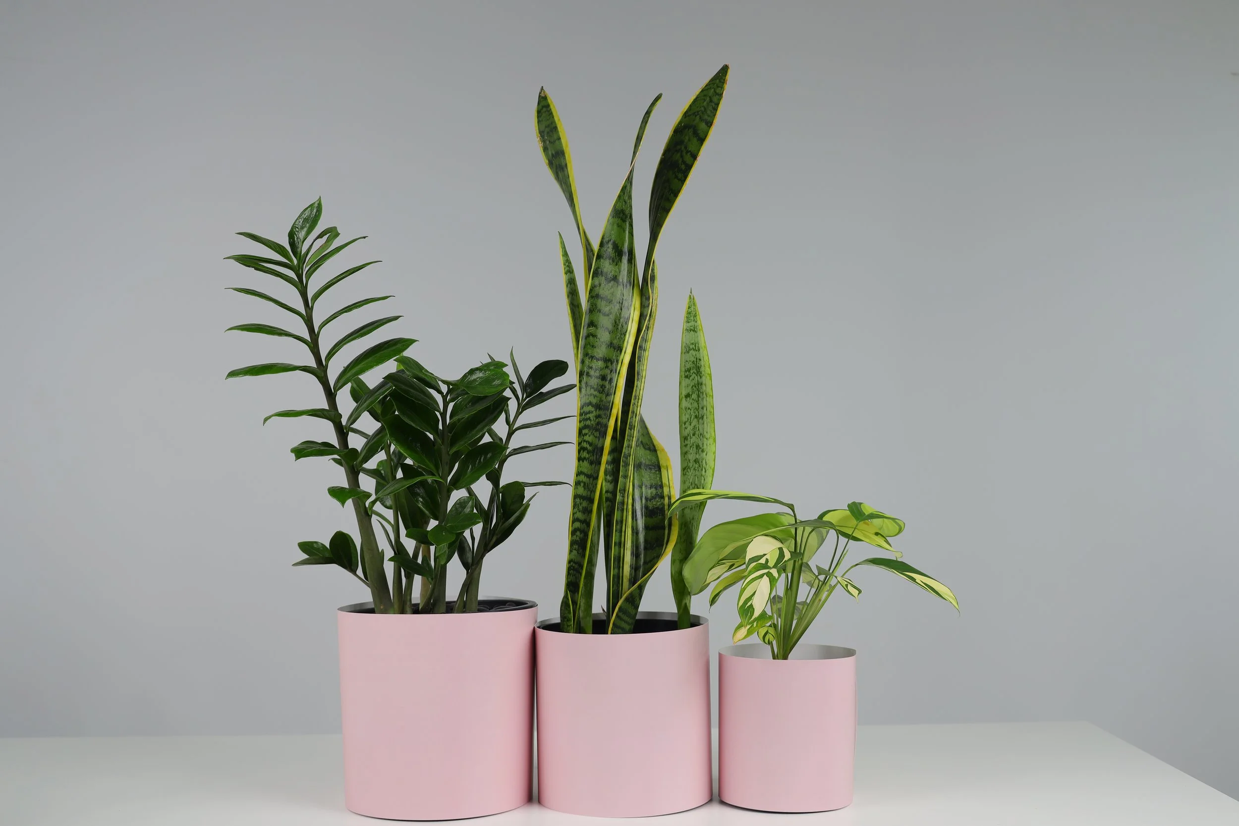 The Three Bares - 3 Pack