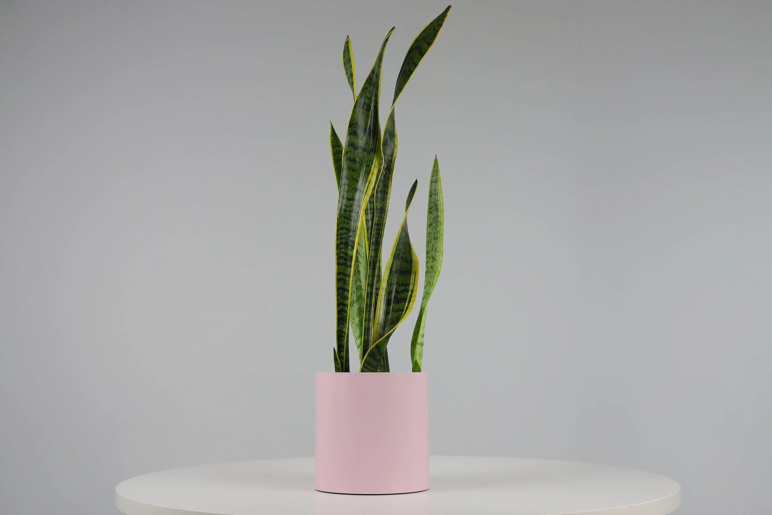 Bare Pot Medium Bare Pink Clay With Plant Styled.jpeg