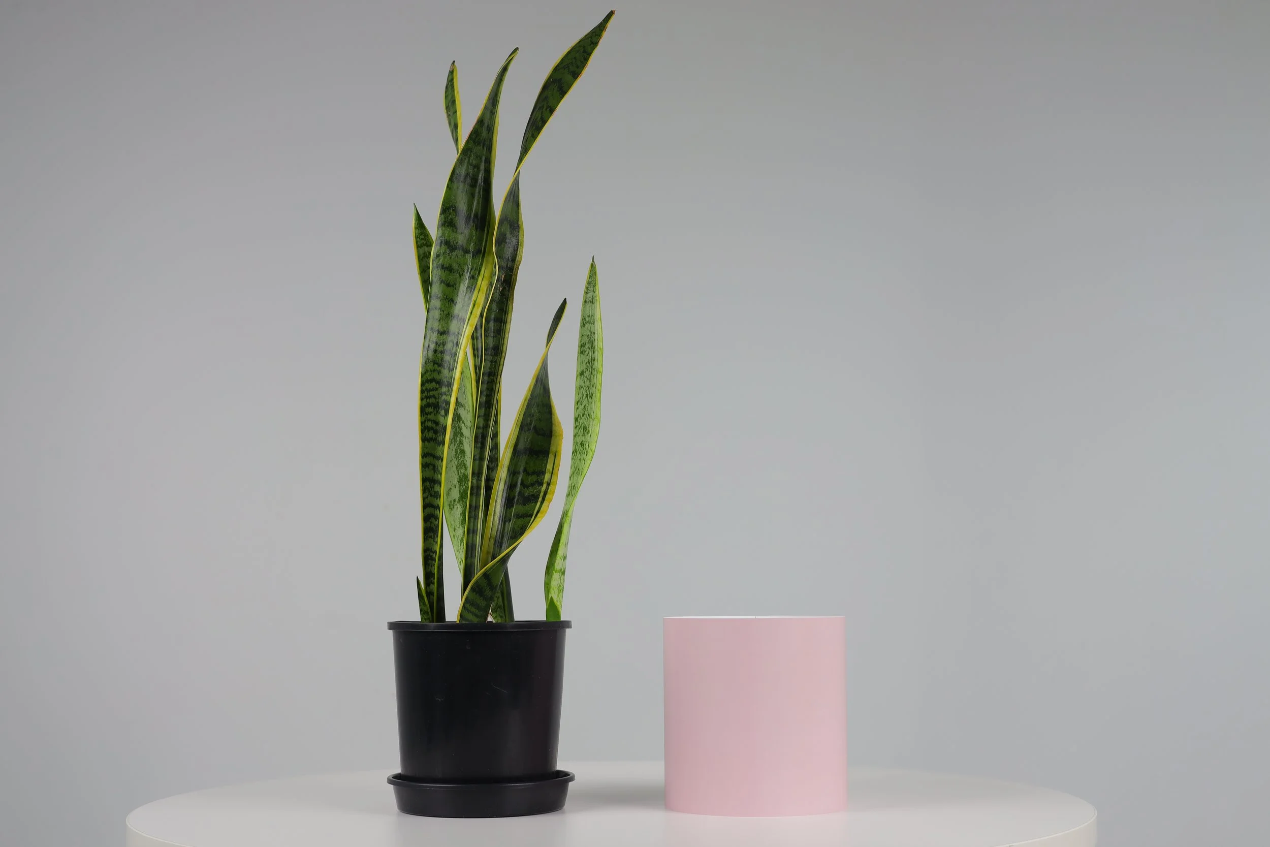 Bare Pot Medium Bare Pink Clay With Plant Side By Side.jpeg