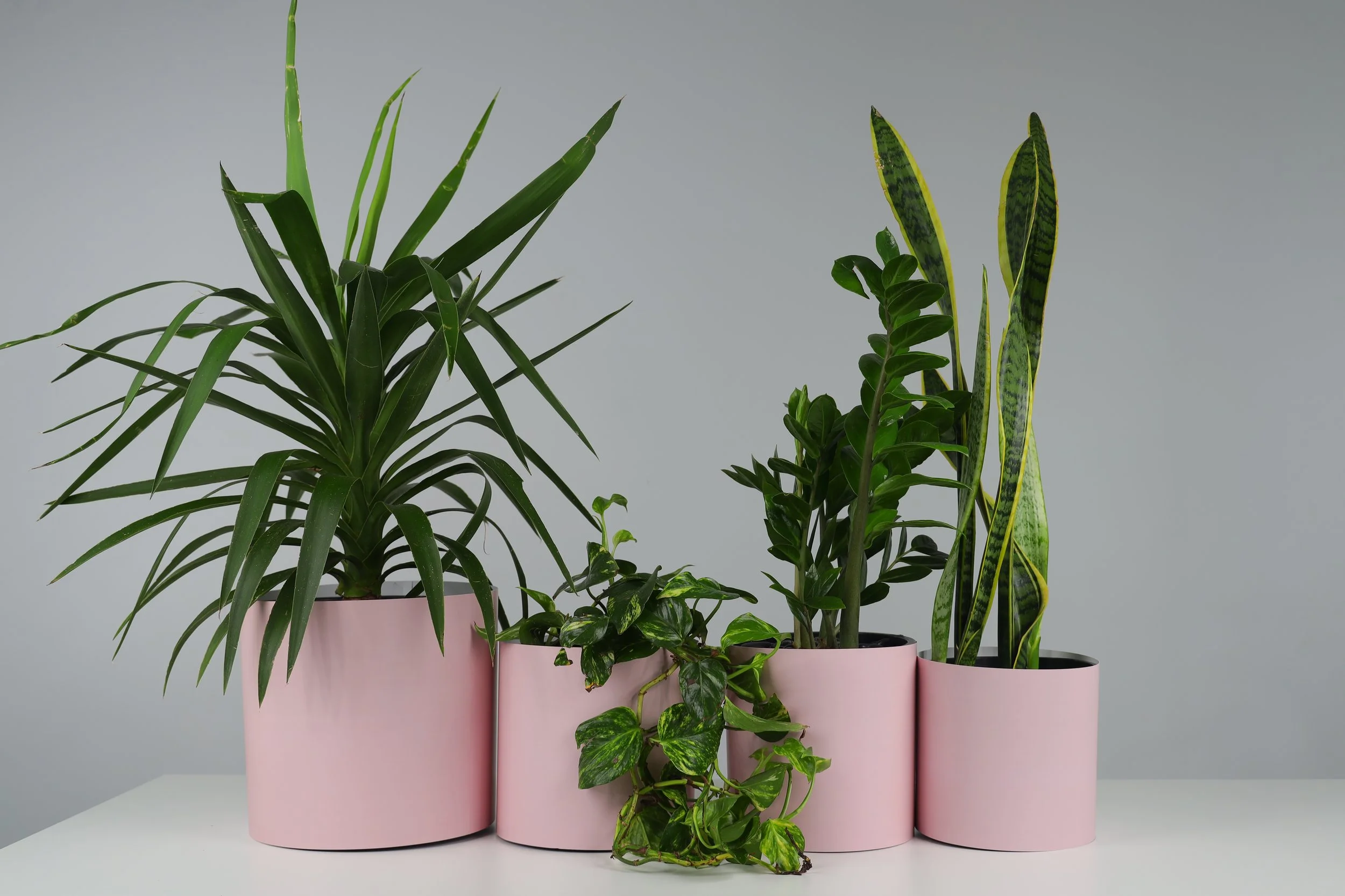 Bare Pots The Branch Manager Bare Pink Clay With Plant.jpeg