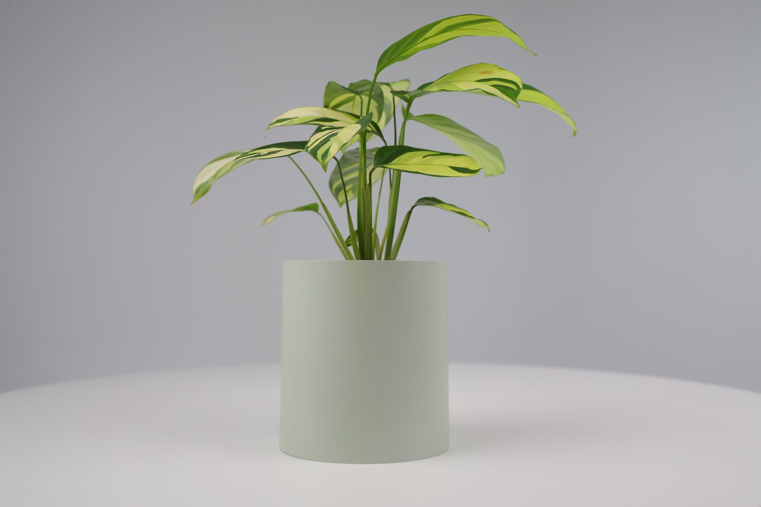 Bare Pot Small Bare Sage With Plant Styled.jpeg