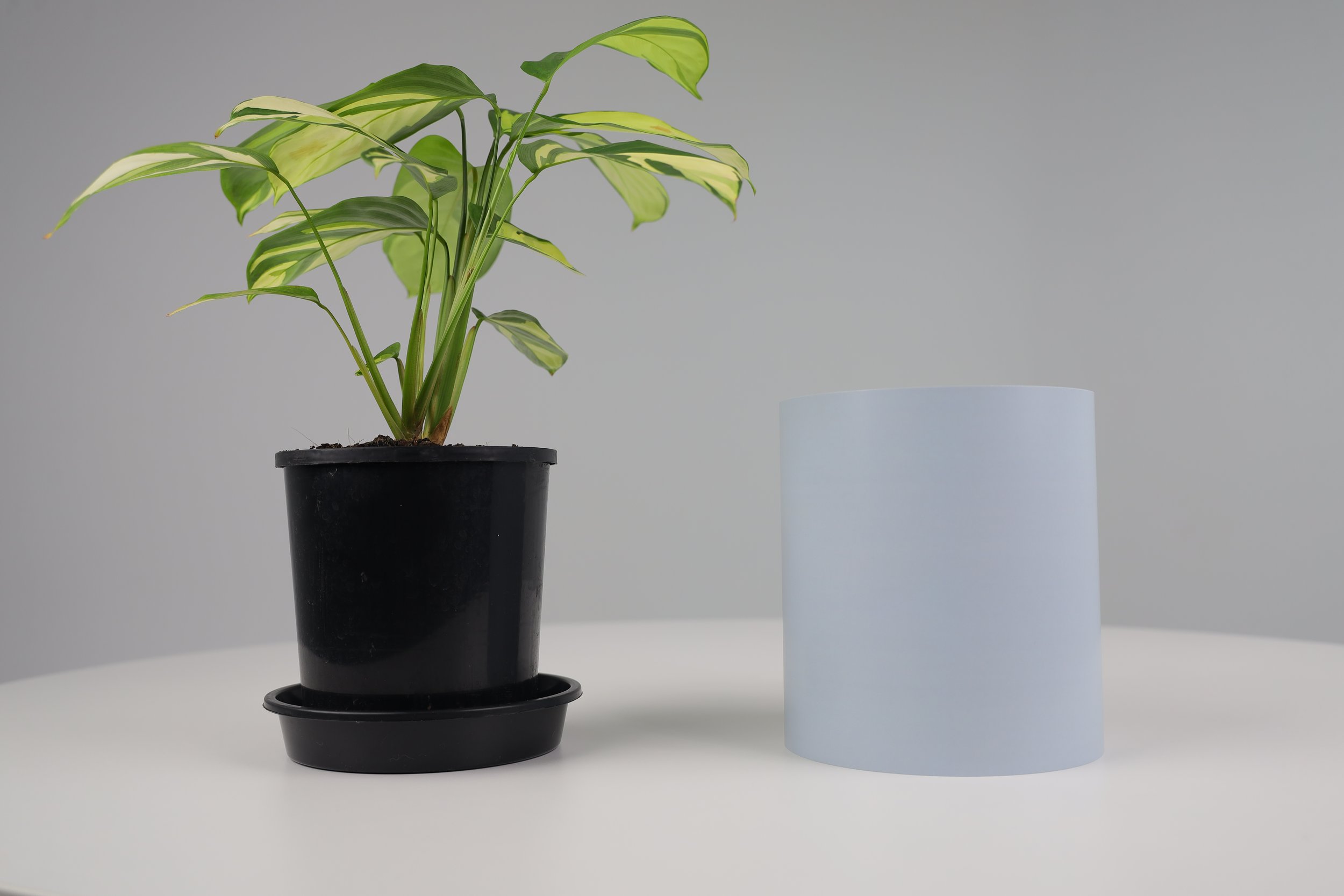 Bare Pot Small Bare Powder Blue Plant Side By Side.jpeg