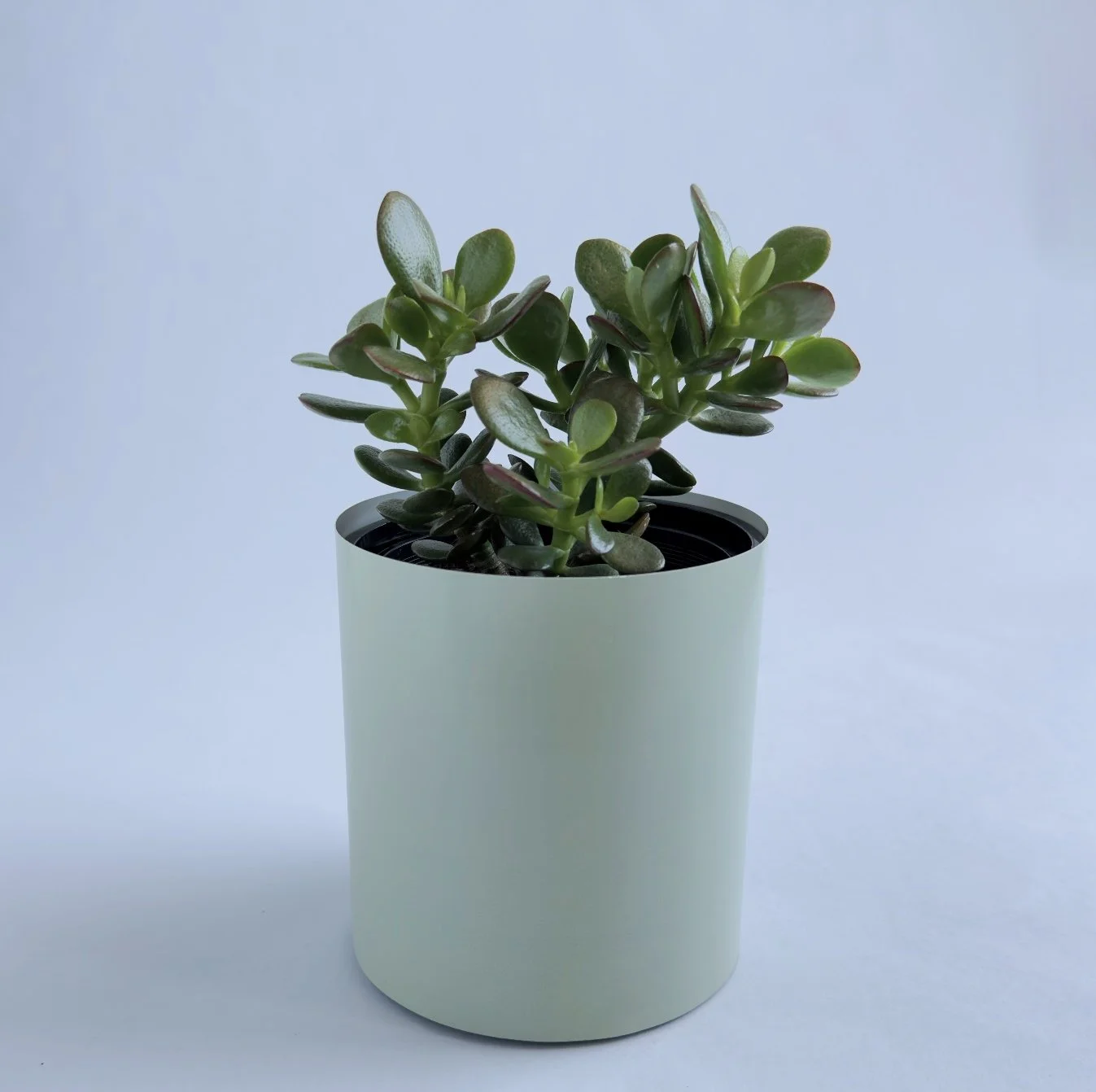 Bare Pot Small Sage With Plant Angle.jpg