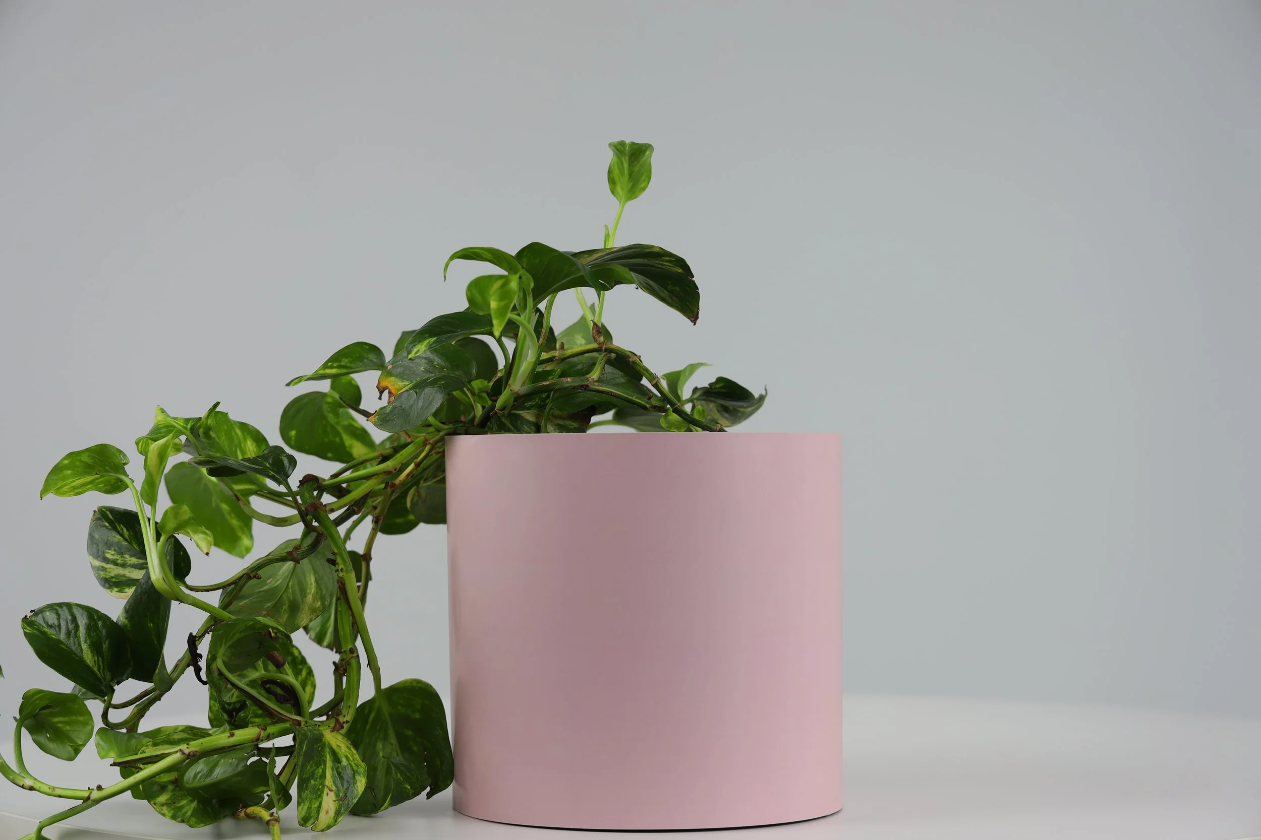 Bare Pot Large Bare Pink Clay With Plant Styled.jpeg